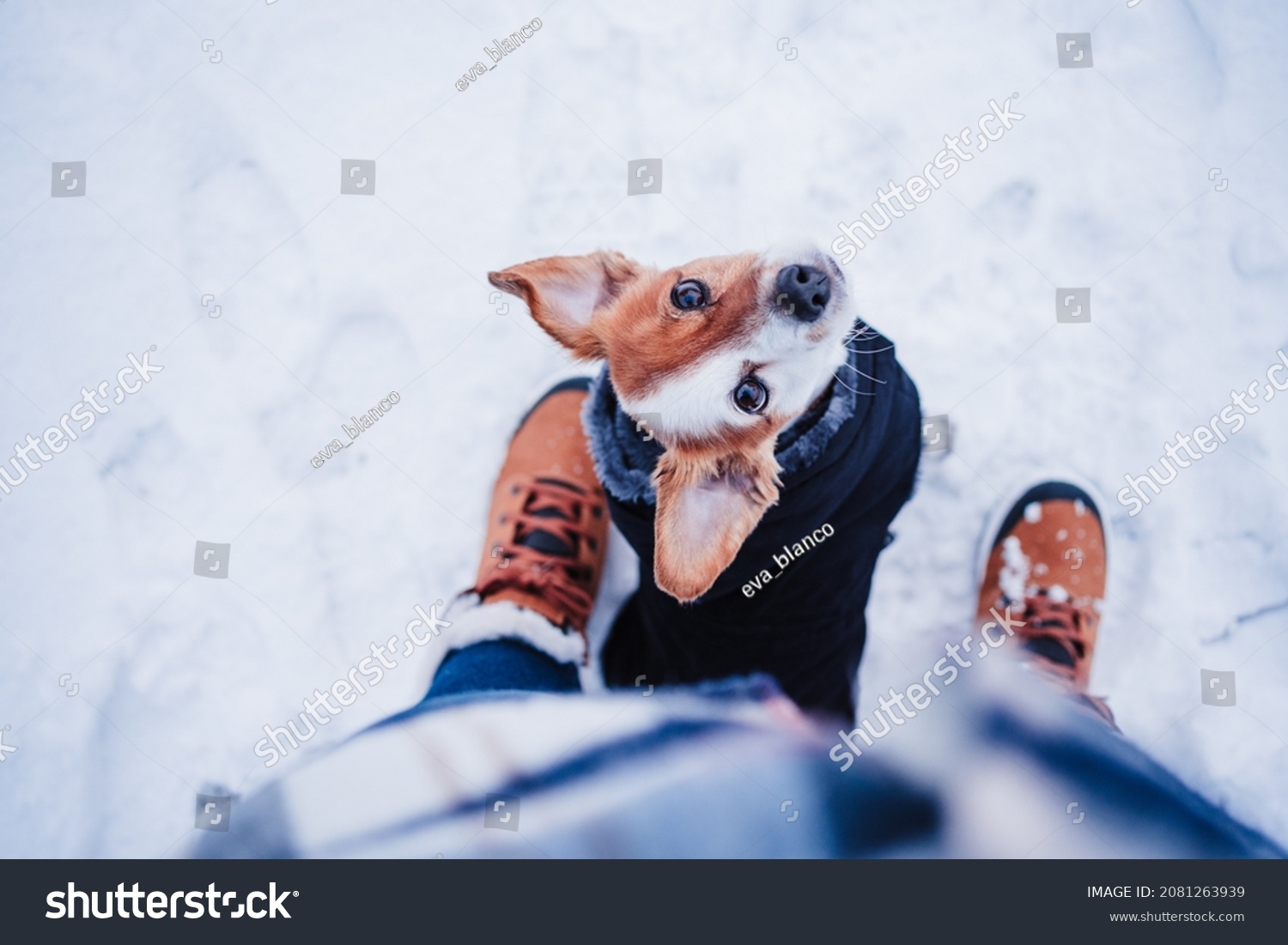 top view of cute jack russell dog wearing coat standing by owner legs on snowy landscape during winter, hiking and adventure with pets concept #2081263939