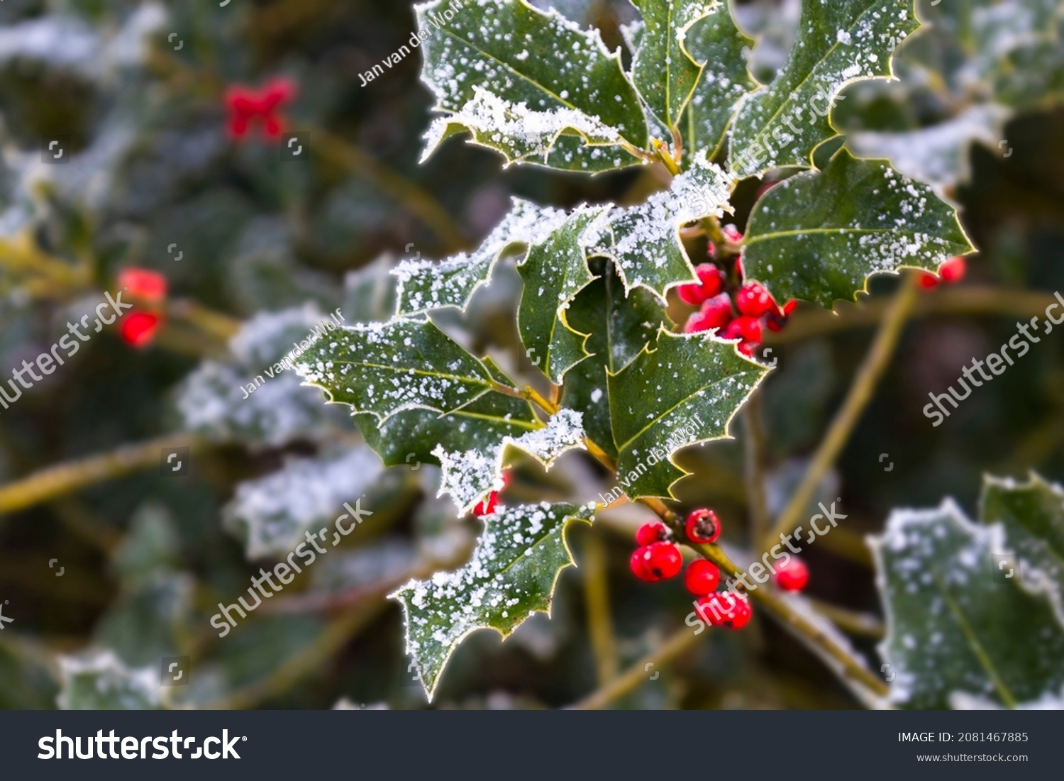 Holly with bright red berries covered in snow and ice.	 #2081467885