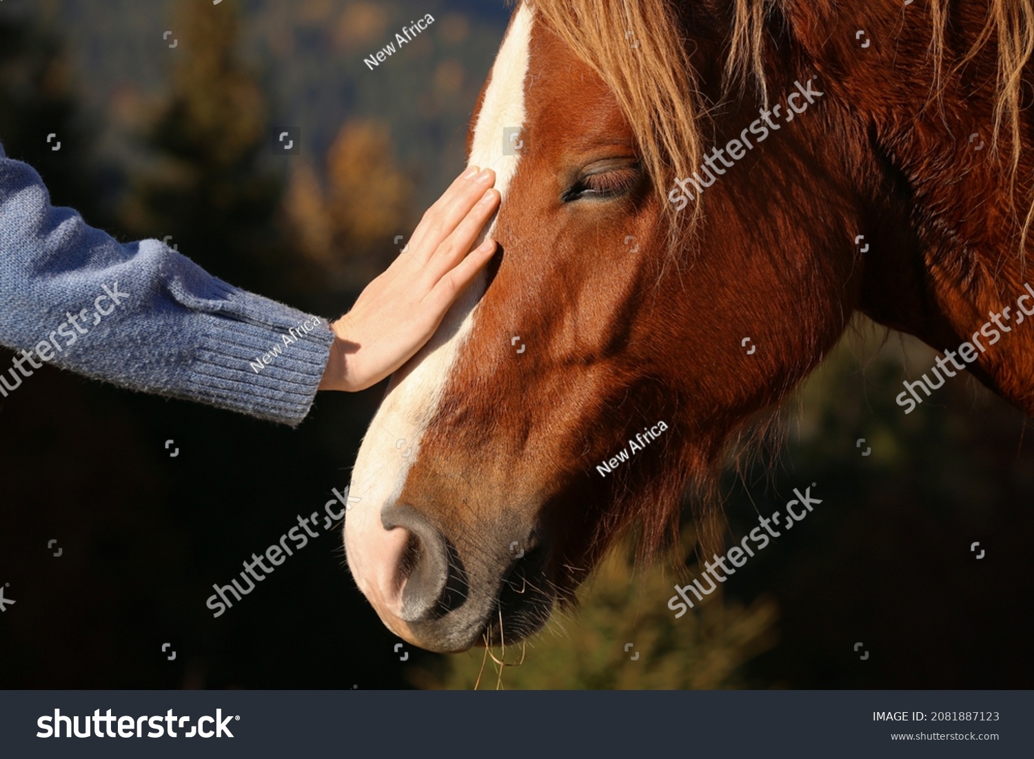 Woman petting beautiful horse outdoors on sunny day, closeup #2081887123