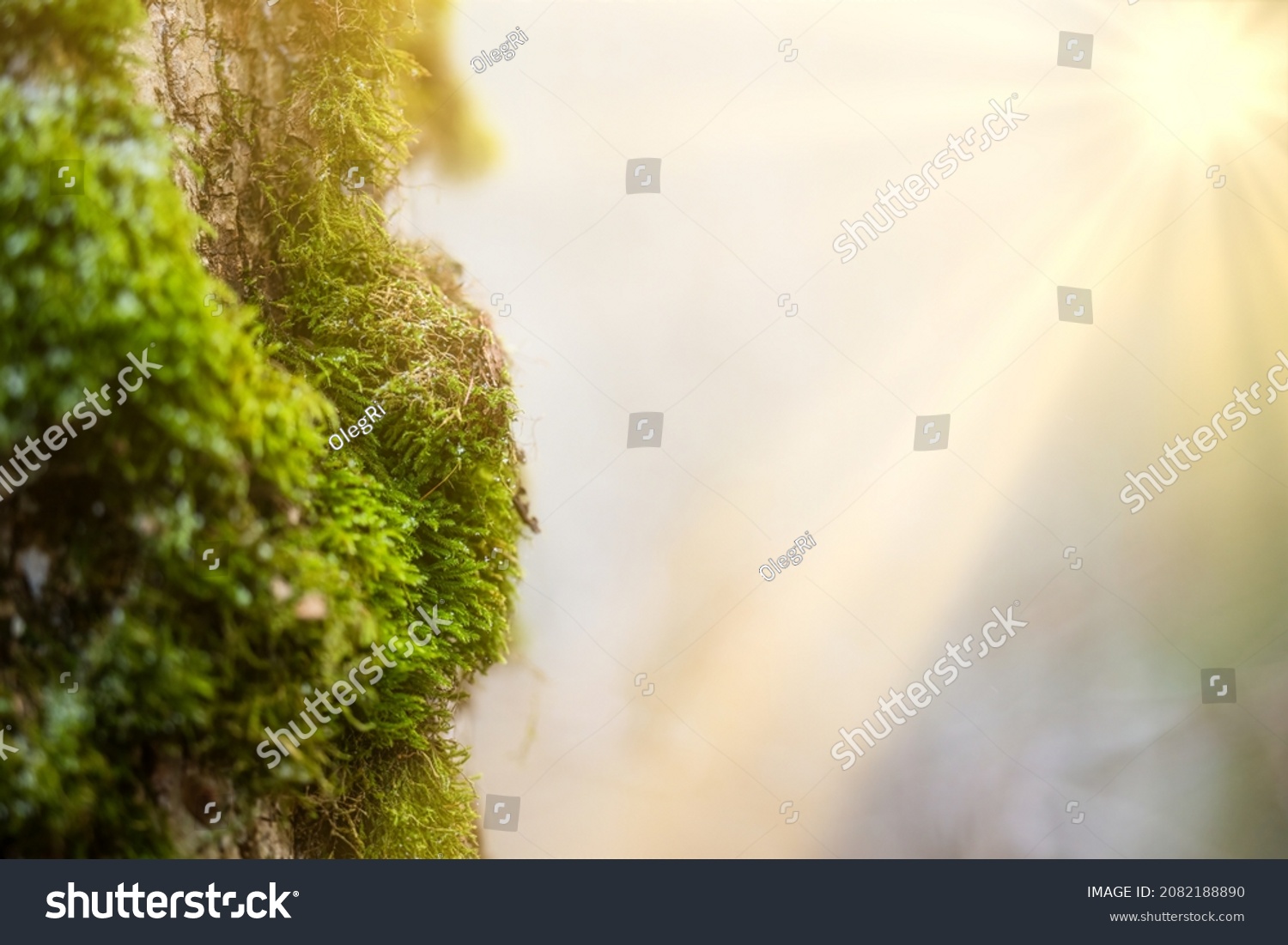 Forest of Spruce Trees Illuminated by Sunbeams through Fog, Moss Covered Forest Floor #2082188890