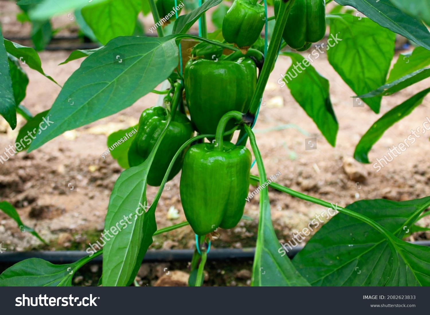 Green bell peppers on plant. #2082623833
