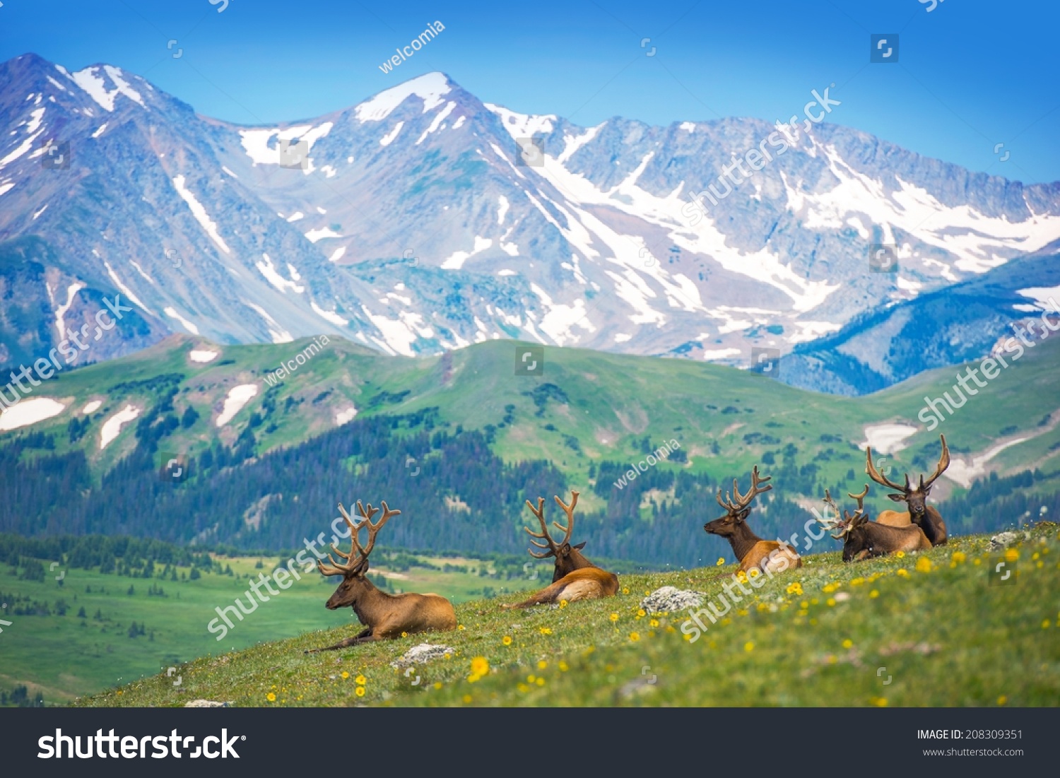 North American Elks on the Rocky Mountain Meadow in Colorado, United States. Resting Elks #208309351