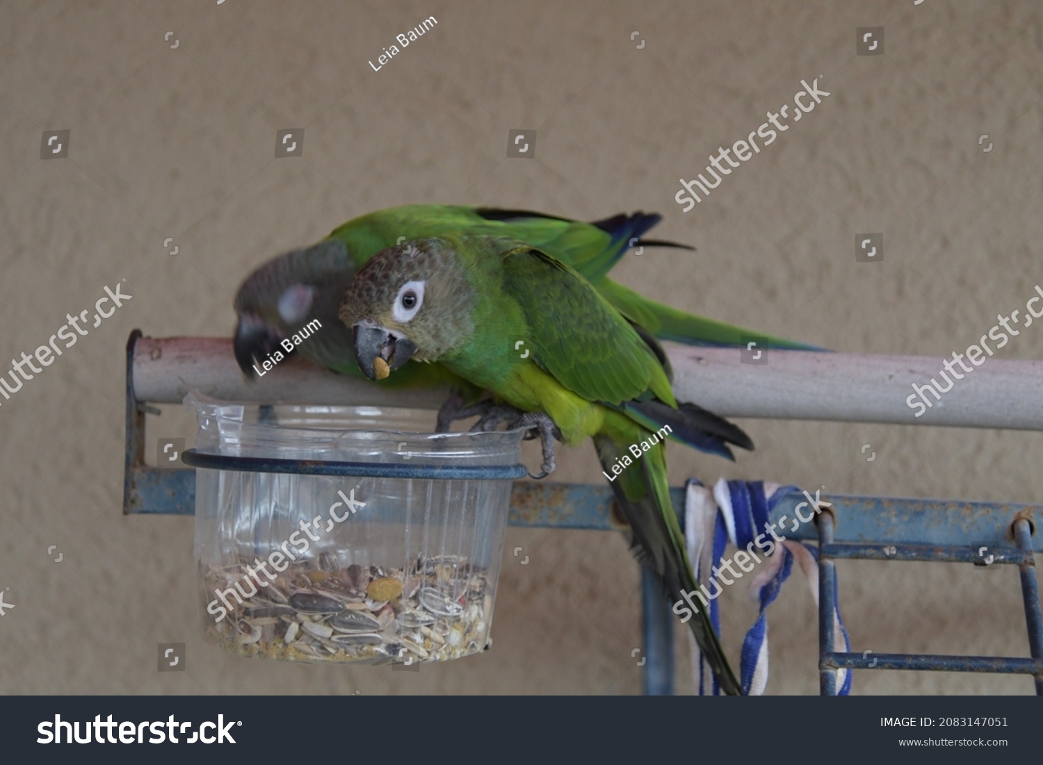 A green parrot while eating #2083147051