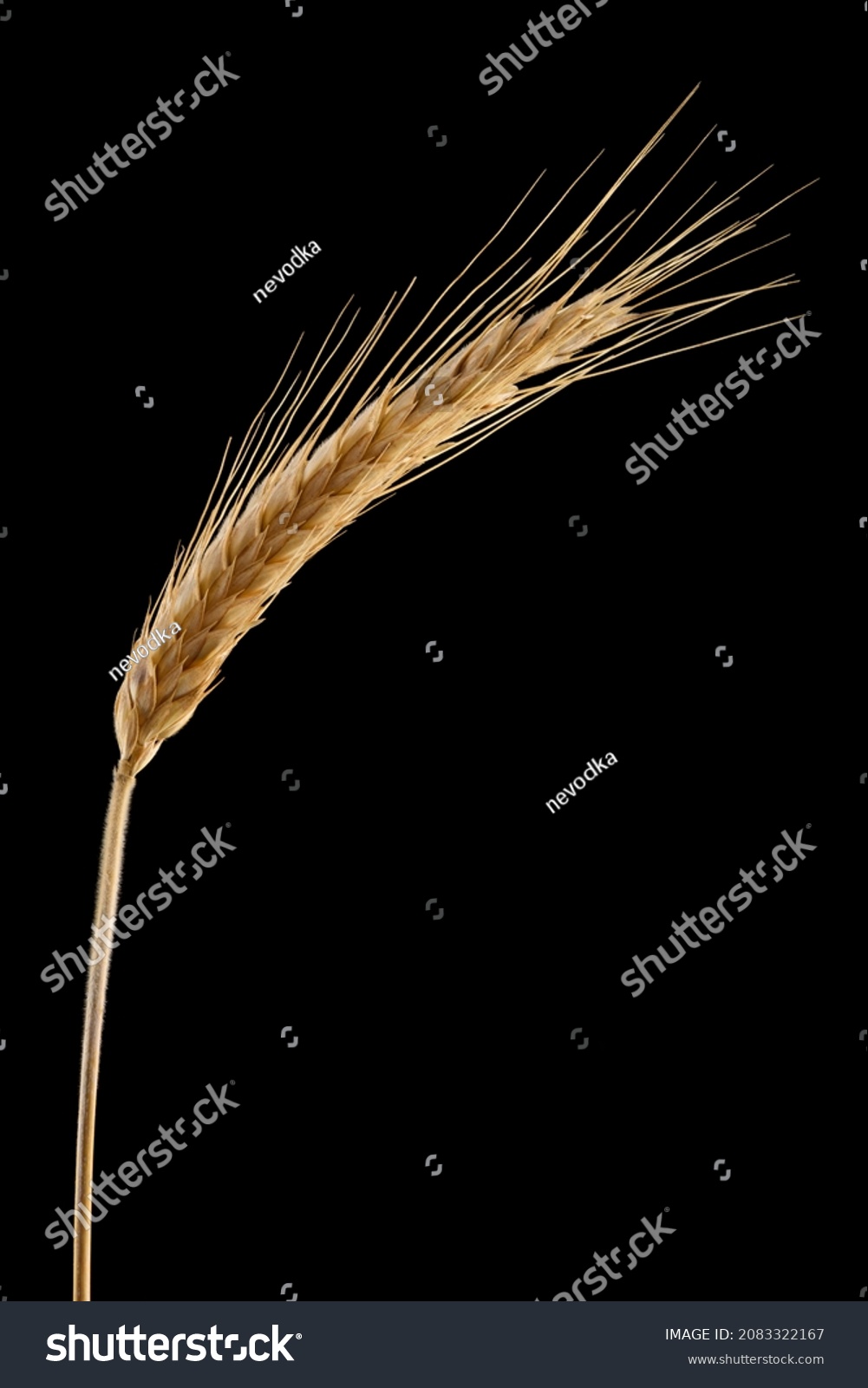 Ripe dried spikelet of barley isolated close-up on a black background. Macro single ear of grain with leaf. #2083322167