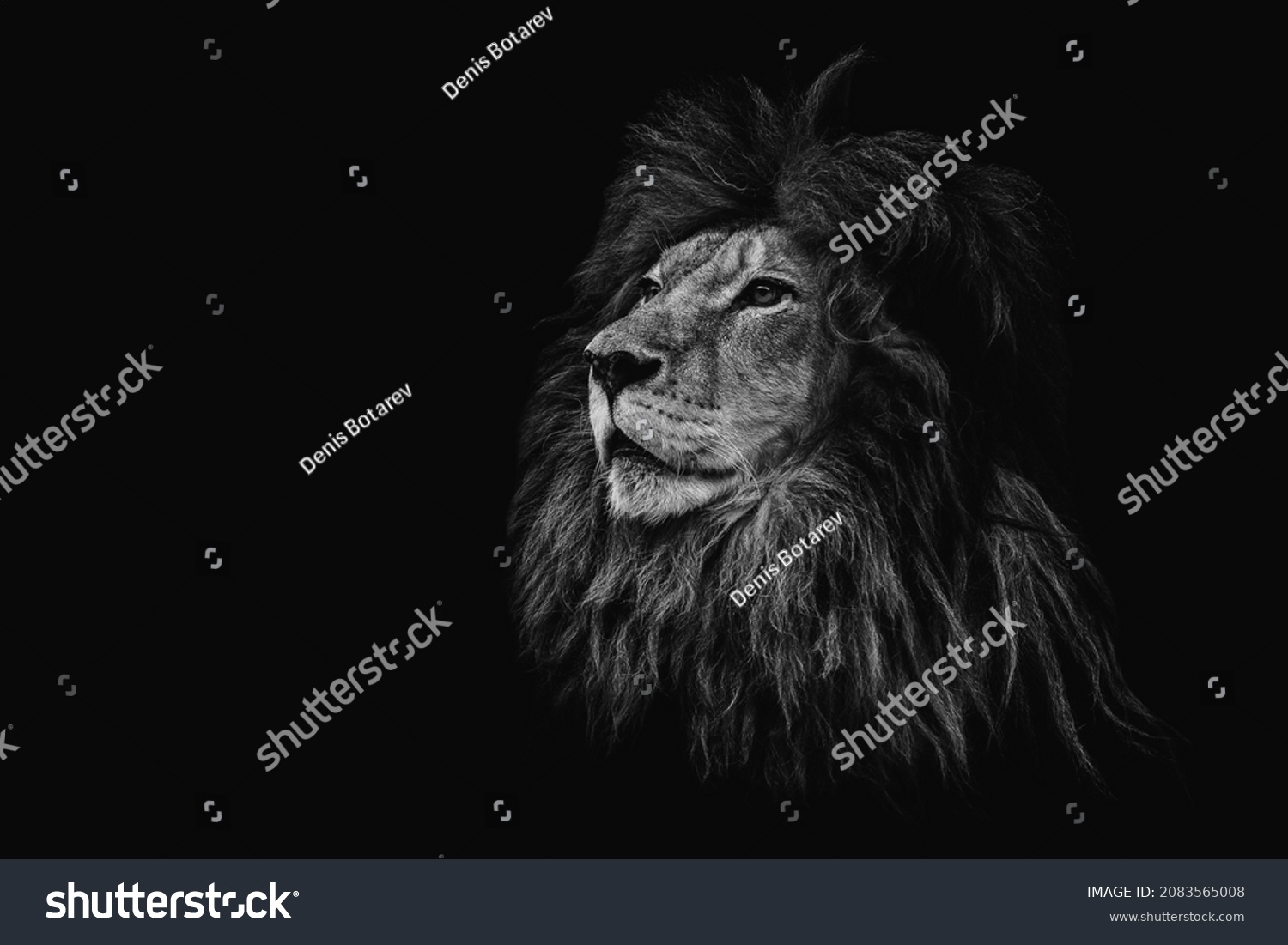 Portrait of a beautiful lion and copy space. Lion in dark	 #2083565008