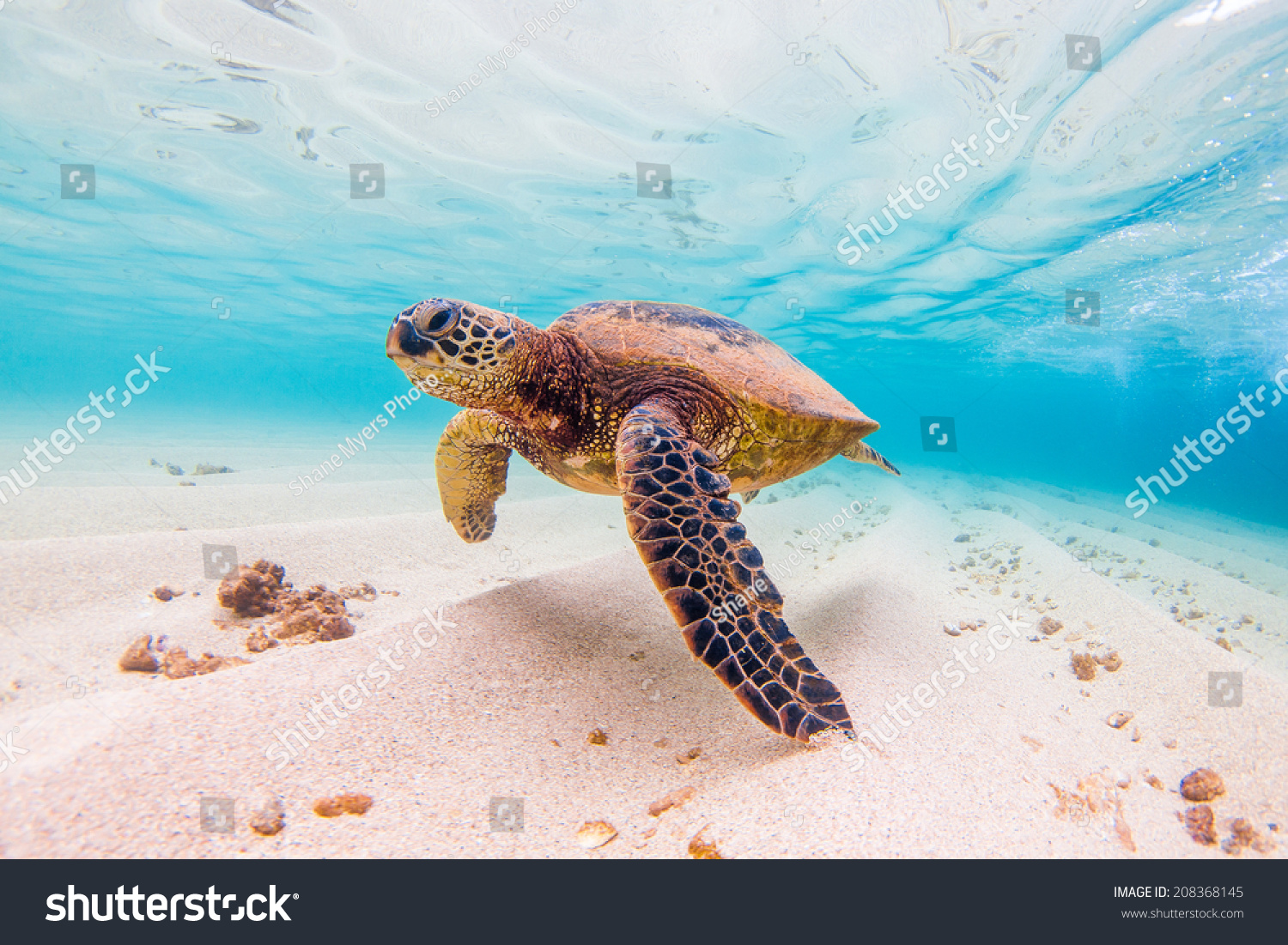 Hawaiian Green Sea Turtle #208368145