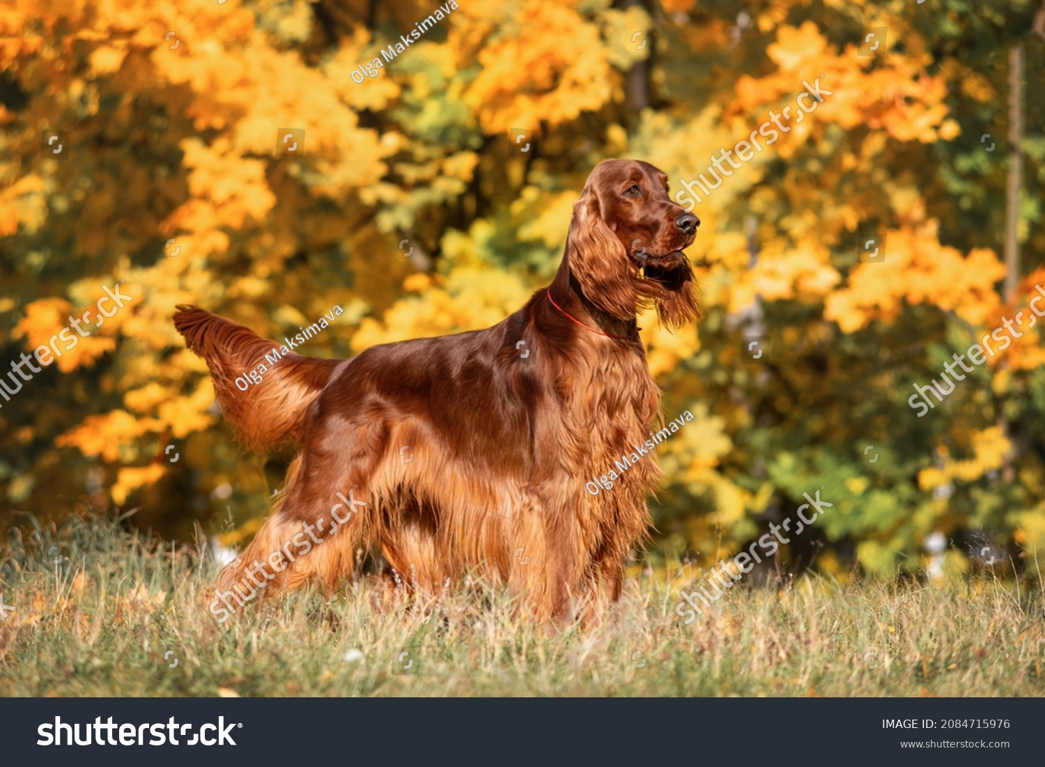 Magnificent Irish red setter on the background beautiful yellow, orange leaves Autumn on a Sunny day. Exhibition stand dogs. #2084715976