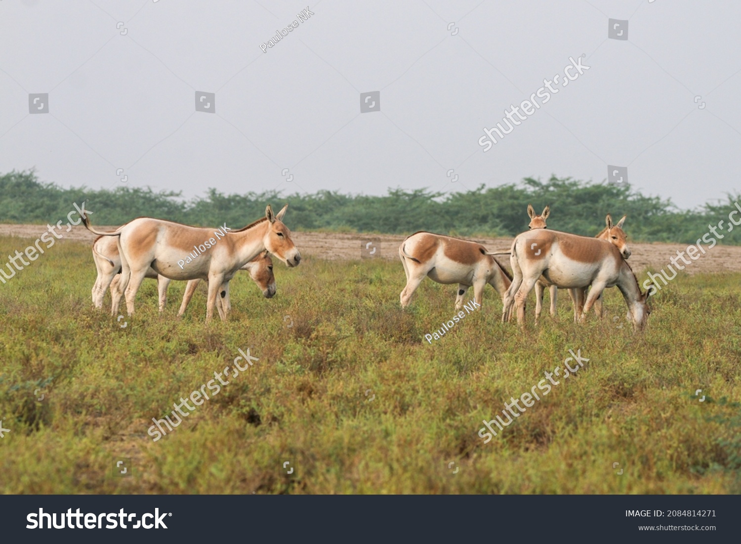View of a small herd of Indian Wild Ass at Little Rann of Kutch, Gujarat, India #2084814271