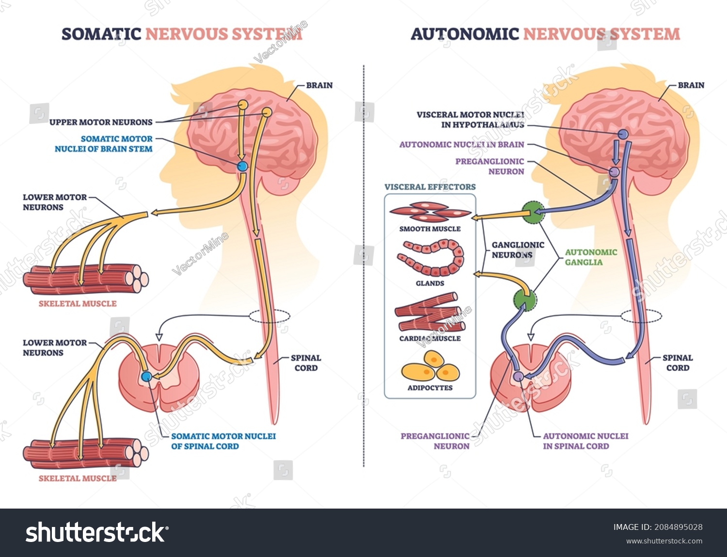 Somatic Vs Autonomic Nervous System Division In Royalty Free Stock