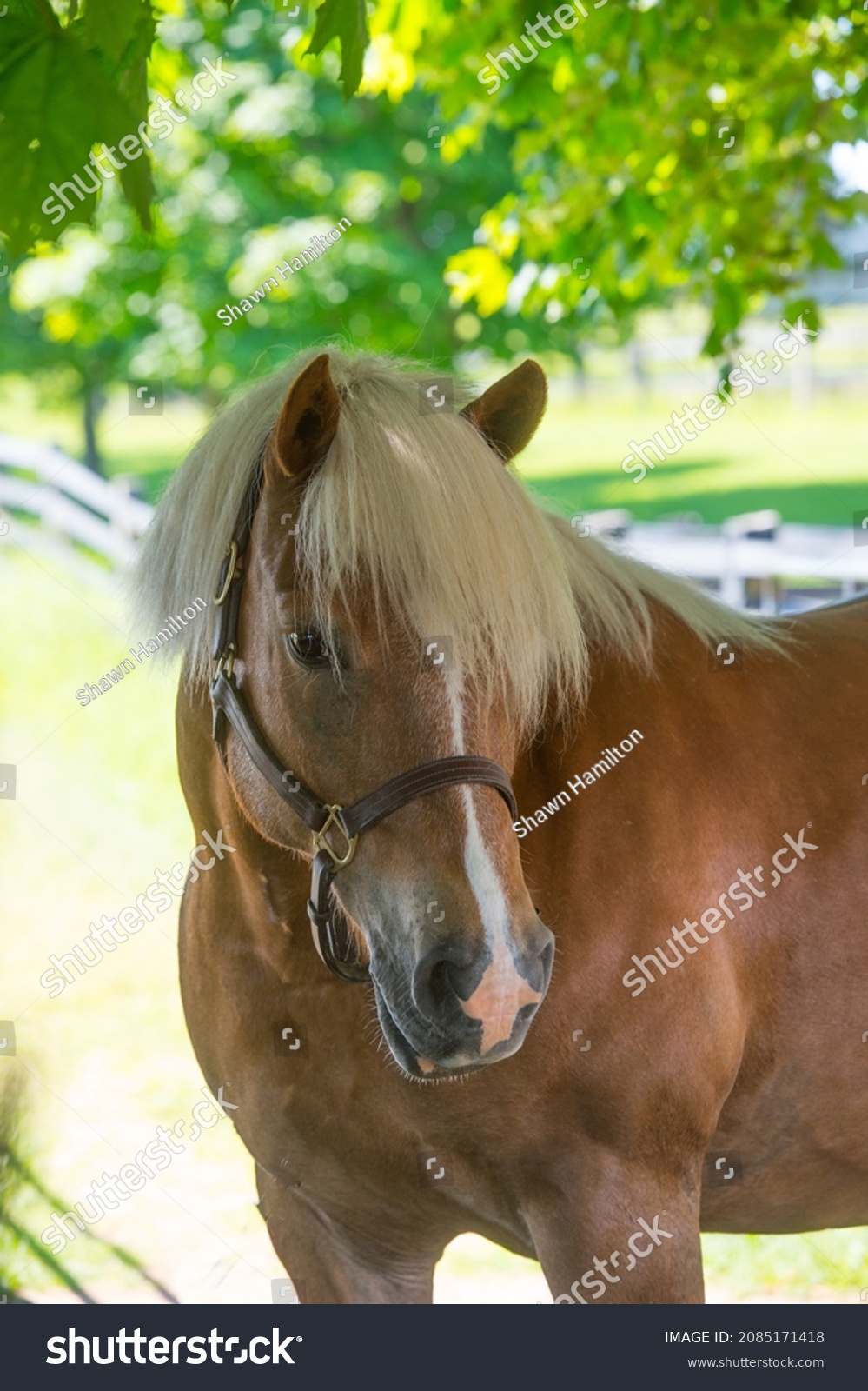 horse portrait shot of haflinger breed of horse head shot of equine light brown in colour with flax mane and long forelock white blaze leather halter vertical format with room for type or masthead  #2085171418