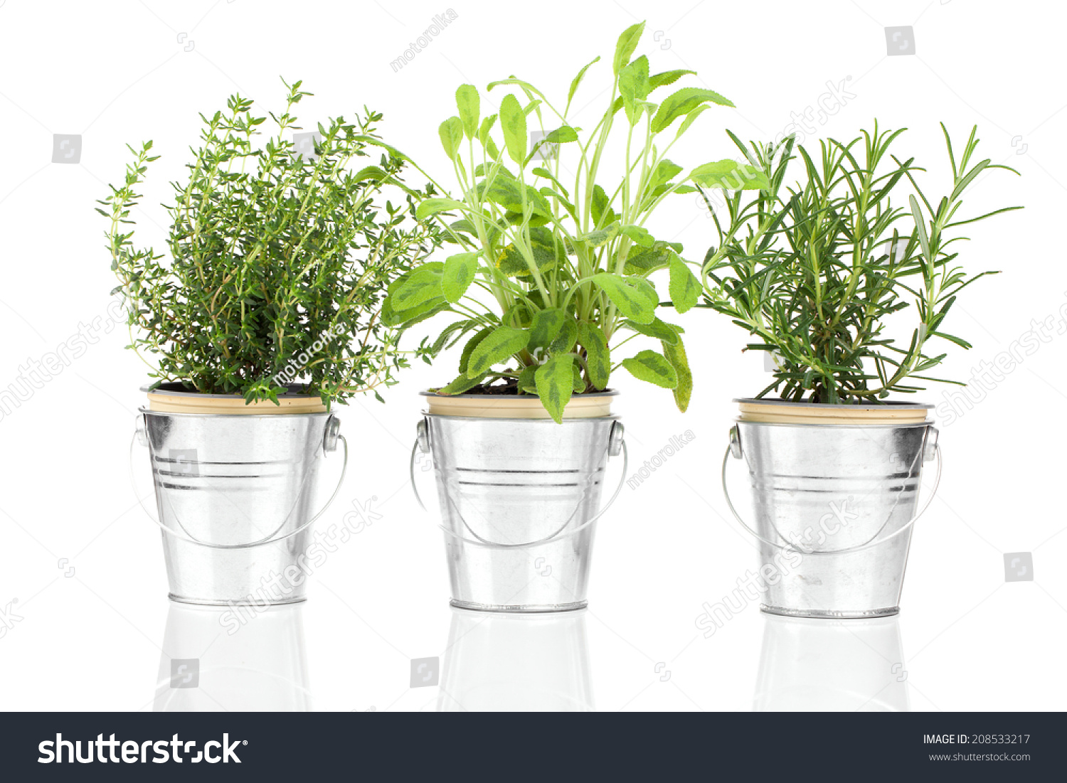 Sage, thyme and rosemary herb plant growing in a distressed pewter pot, isolated over white background. Salvia. #208533217