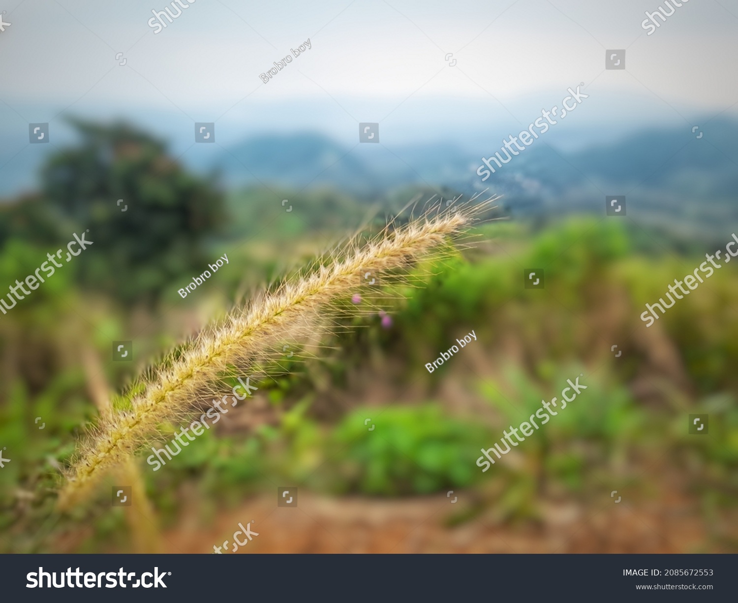 the abstract background is out of focus, only the grass is clearly visible #2085672553