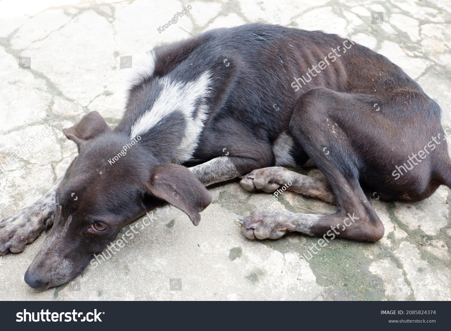 Sick, emaciated dog lying on the concrete floor #2085824374