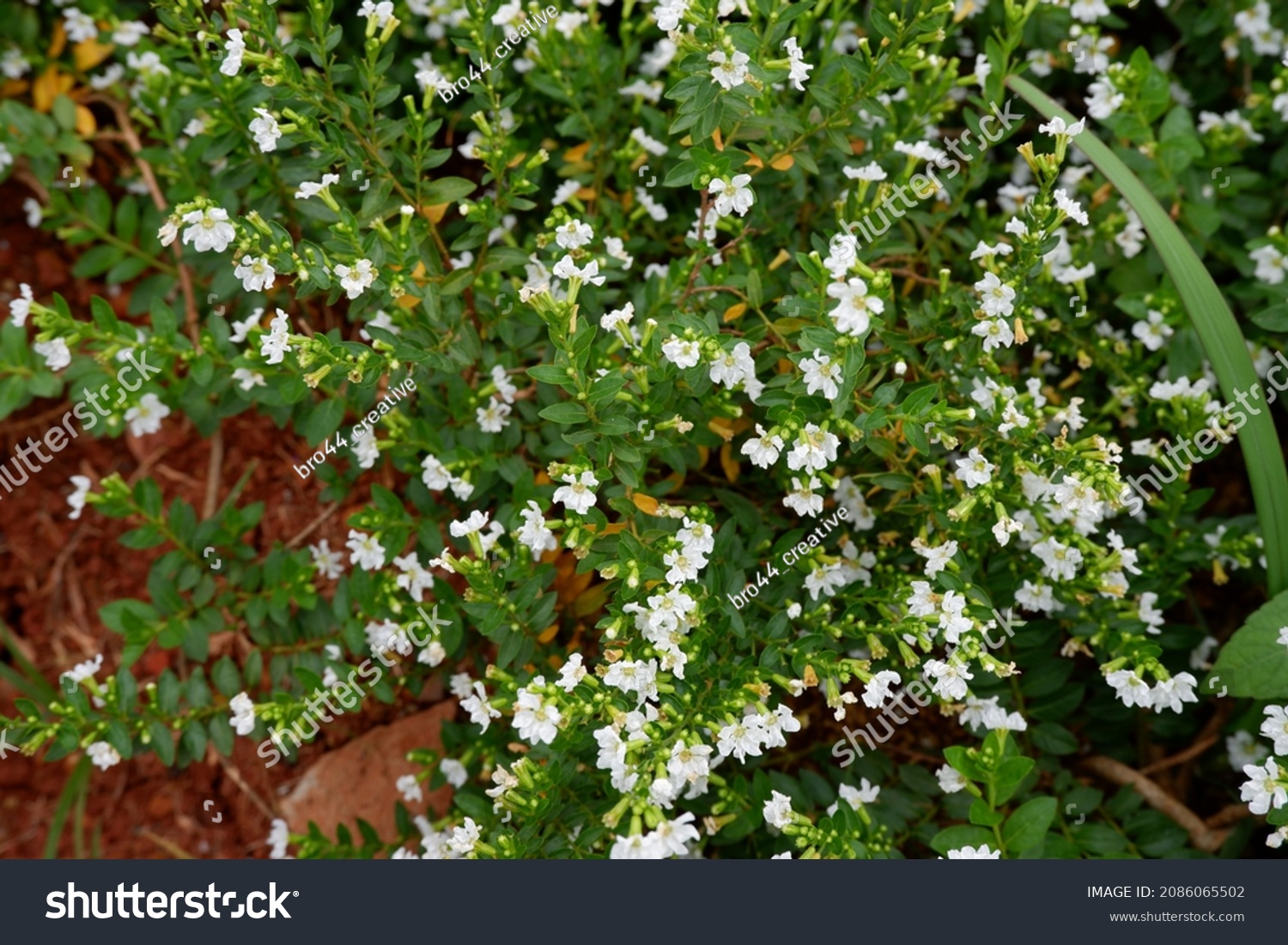 Closeup beautiful Cuphea hyssopifolia or false heather, Mexican heather, Hawaiian heather or elfin herb #2086065502