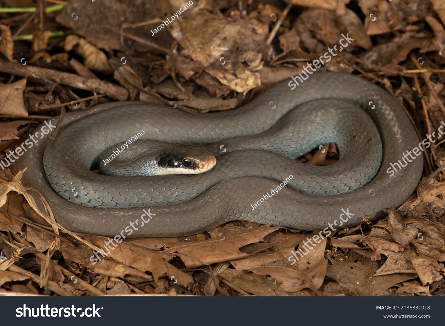 A Blue Racer found under cover on a warm fall day in Michigan. This species has a large range across the eastern United States with many subspecies. This subspecies is known to have a blue tinge.  #2086831018