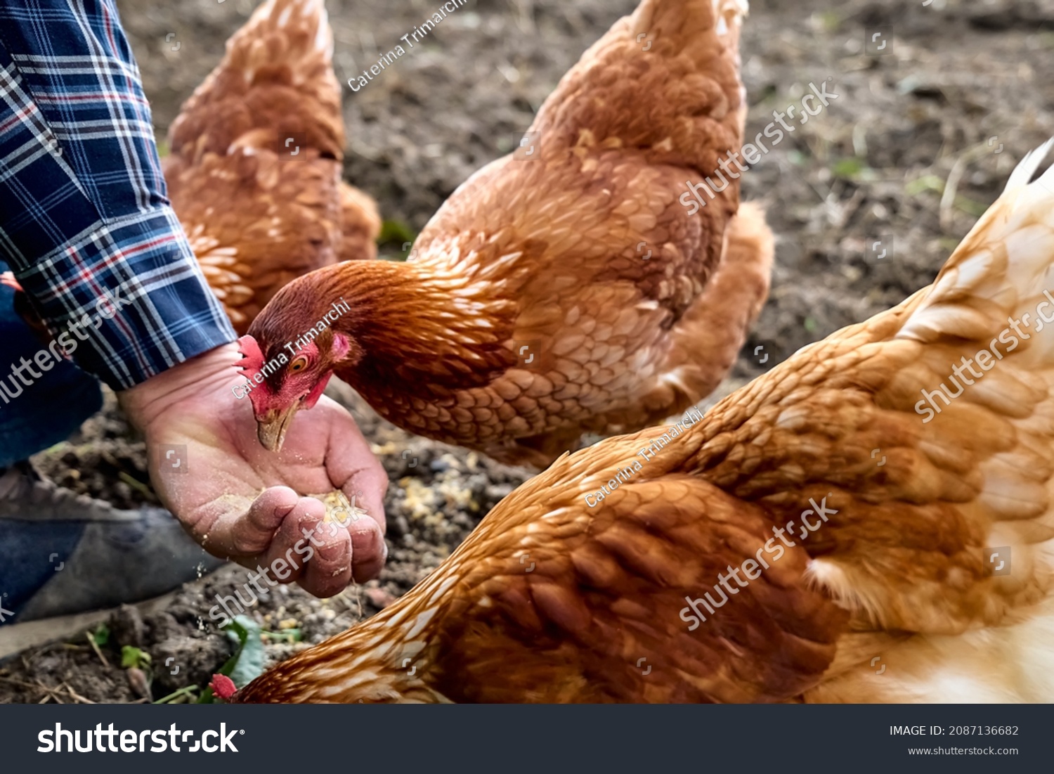 Man feeding hens from hand in the farm. Free-grazing domestic hen on a traditional free range poultry organic farm. Adult chicken walking on the soil. Defocused foreground.  #2087136682