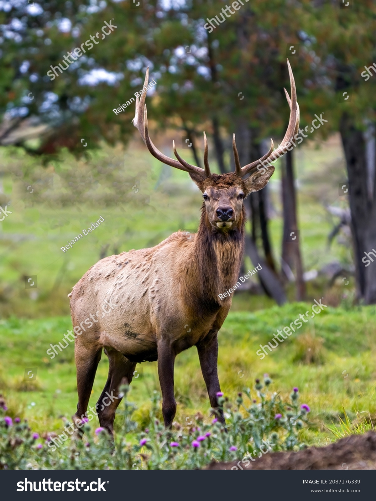 Elk bull male walking in the field with a blur forest background in its envrionment and habitat surrounding, displaying antlers and brown coat fur. #2087176339