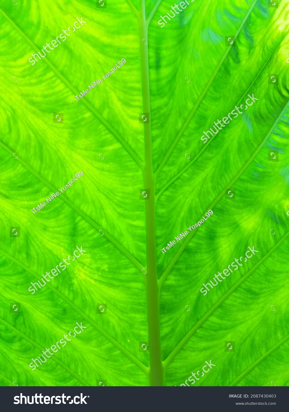 Alocasia odora foliage (Night-scented lily or Giant upright elephant ear), Exotic tropical leaf close up #2087430403