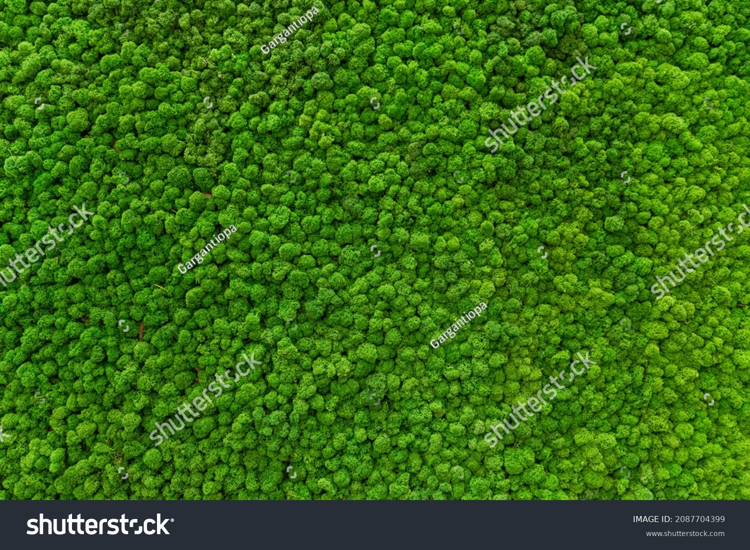 Close-up surface of the wall covered with green moss. Modern eco friendly decor made of colored stabilized moss. Natural background for design and text. #2087704399