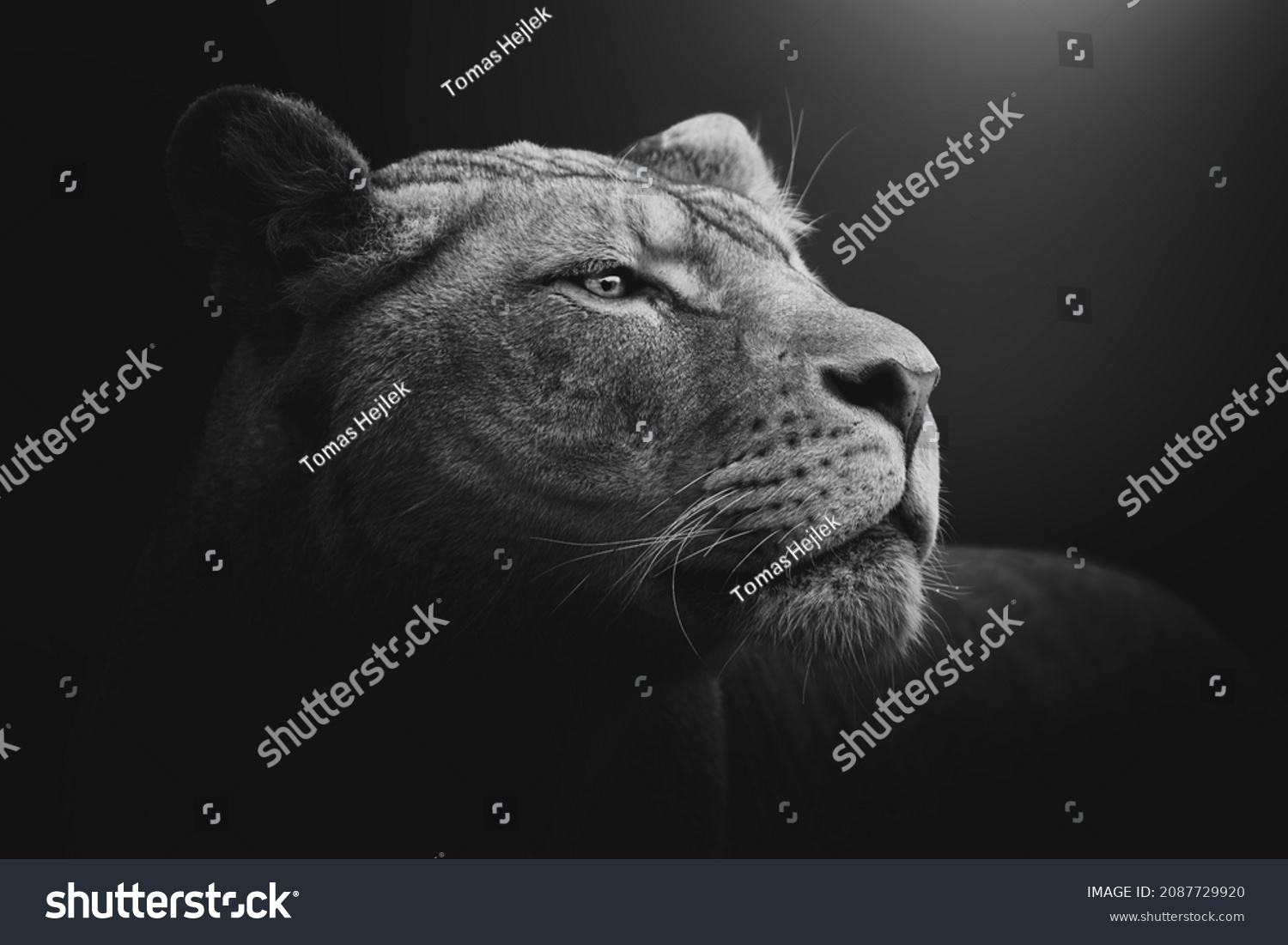 Lioness (Panthera leo krugeri) black and white head portrait #2087729920