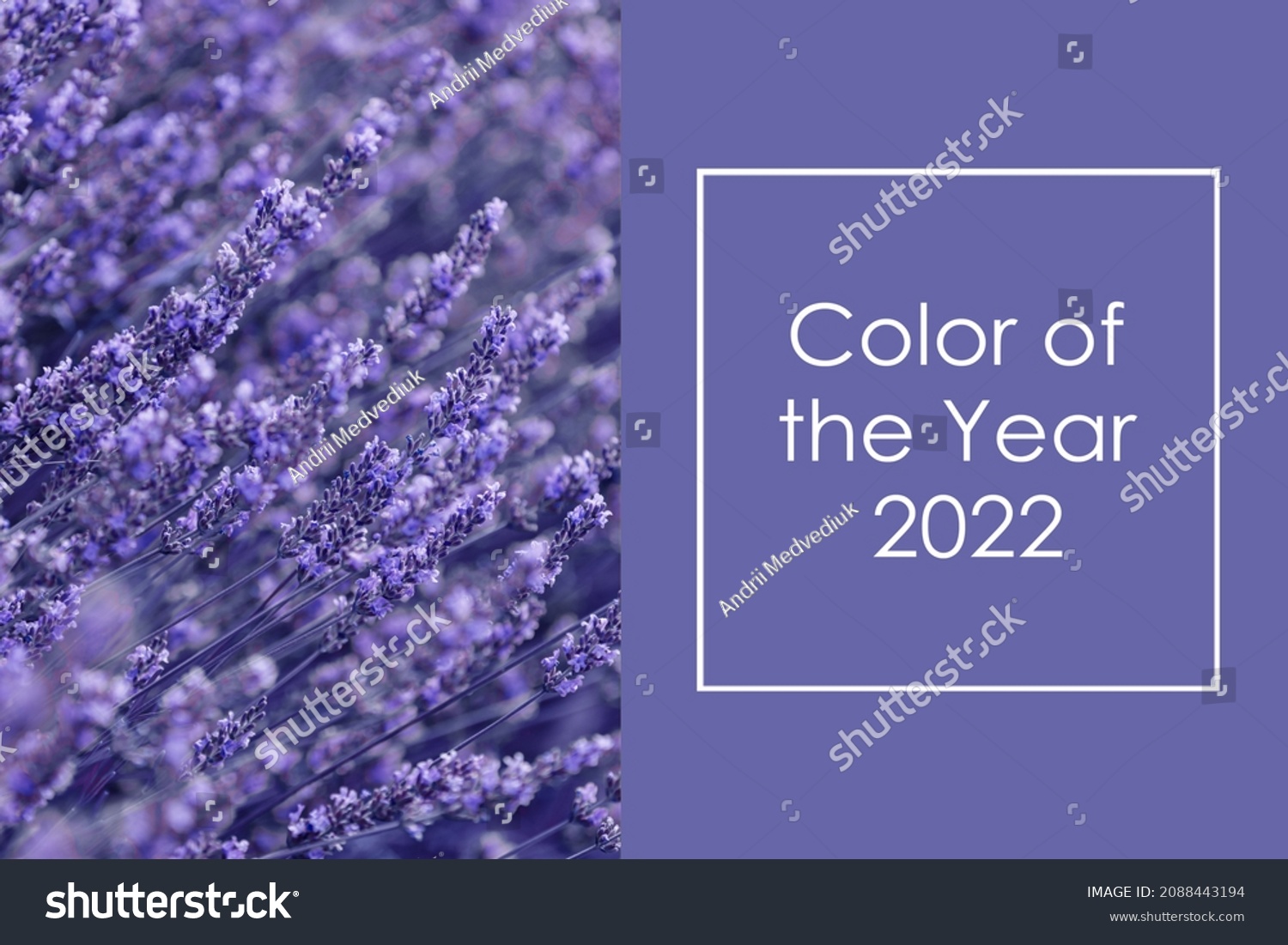 Color of the Year 2022 Very Peri. Creative design for trendy color illustration. Beautiful image of Lavender flowers. #2088443194