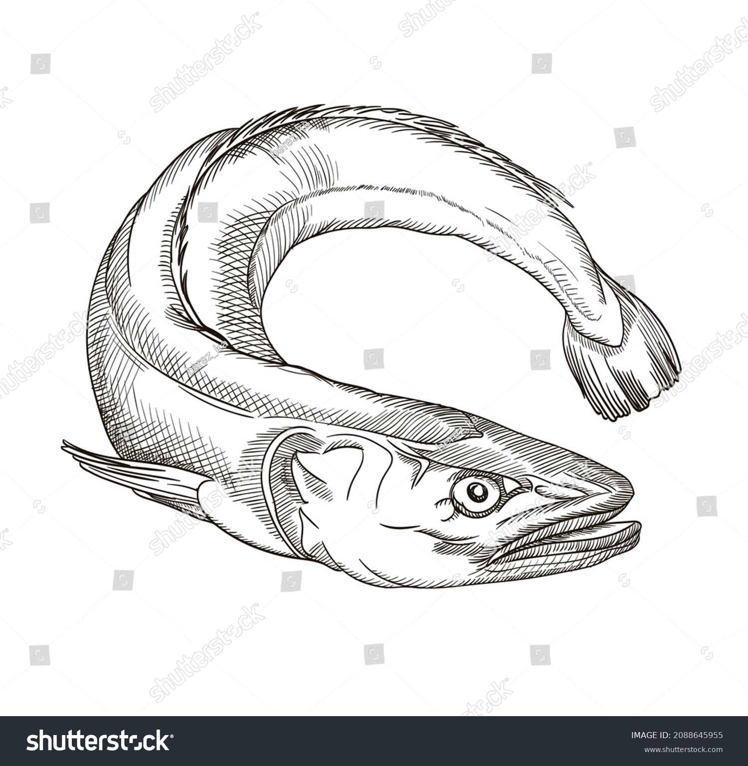 Vector Graphics Drawings