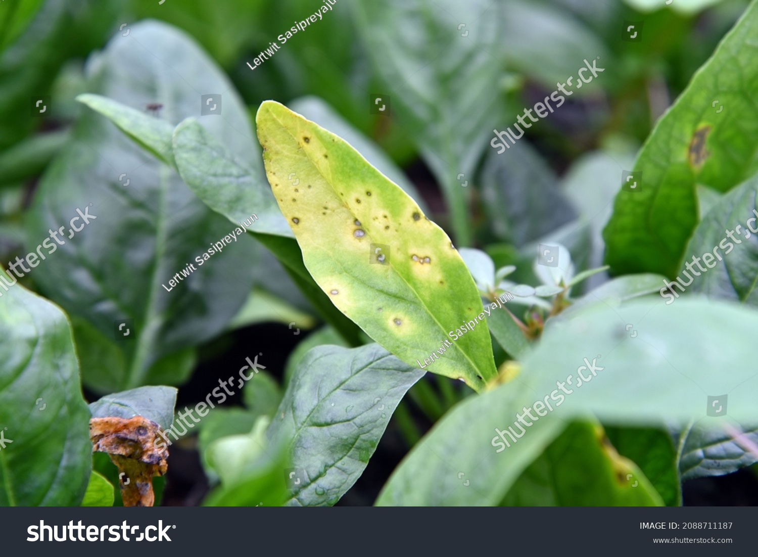 plant disease, fungal leaf spot on spinach leaf Royalty Free Stock