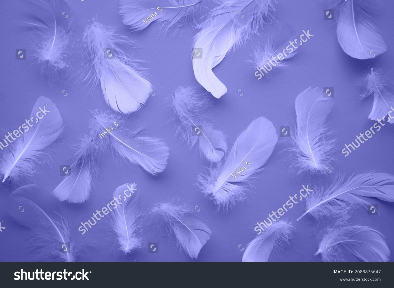 The trending color of the new year is very peri. Light feathers on a purple background. The color template is veri peri. Fashion color 2022. Weightlessness. Monochrome #2088875647