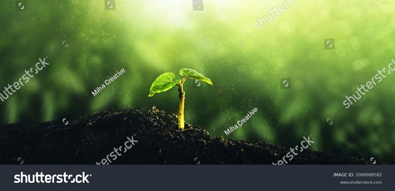  Environment, save clean planet, ecology concept.World Earth Day banner. Young green plant growing at sunlight. #2088988582