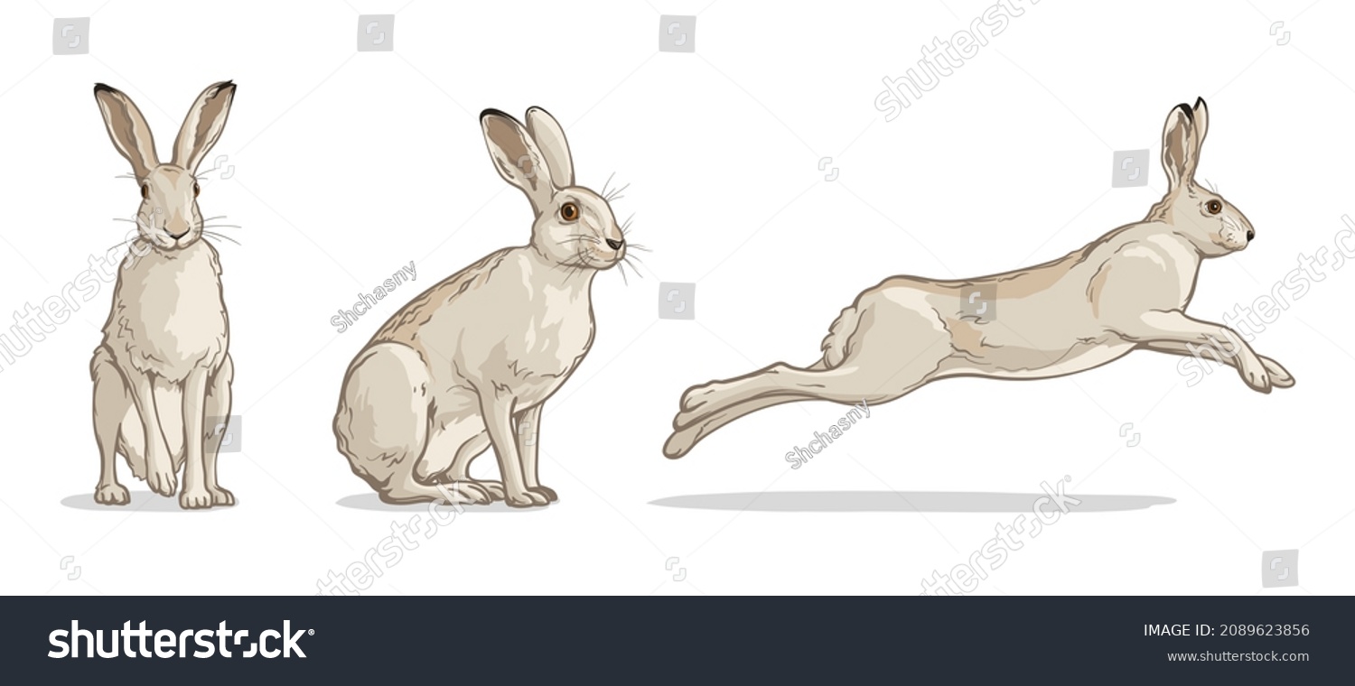 White hare in different poses. Vector illustration of a rabbit isolated on a white background. #2089623856