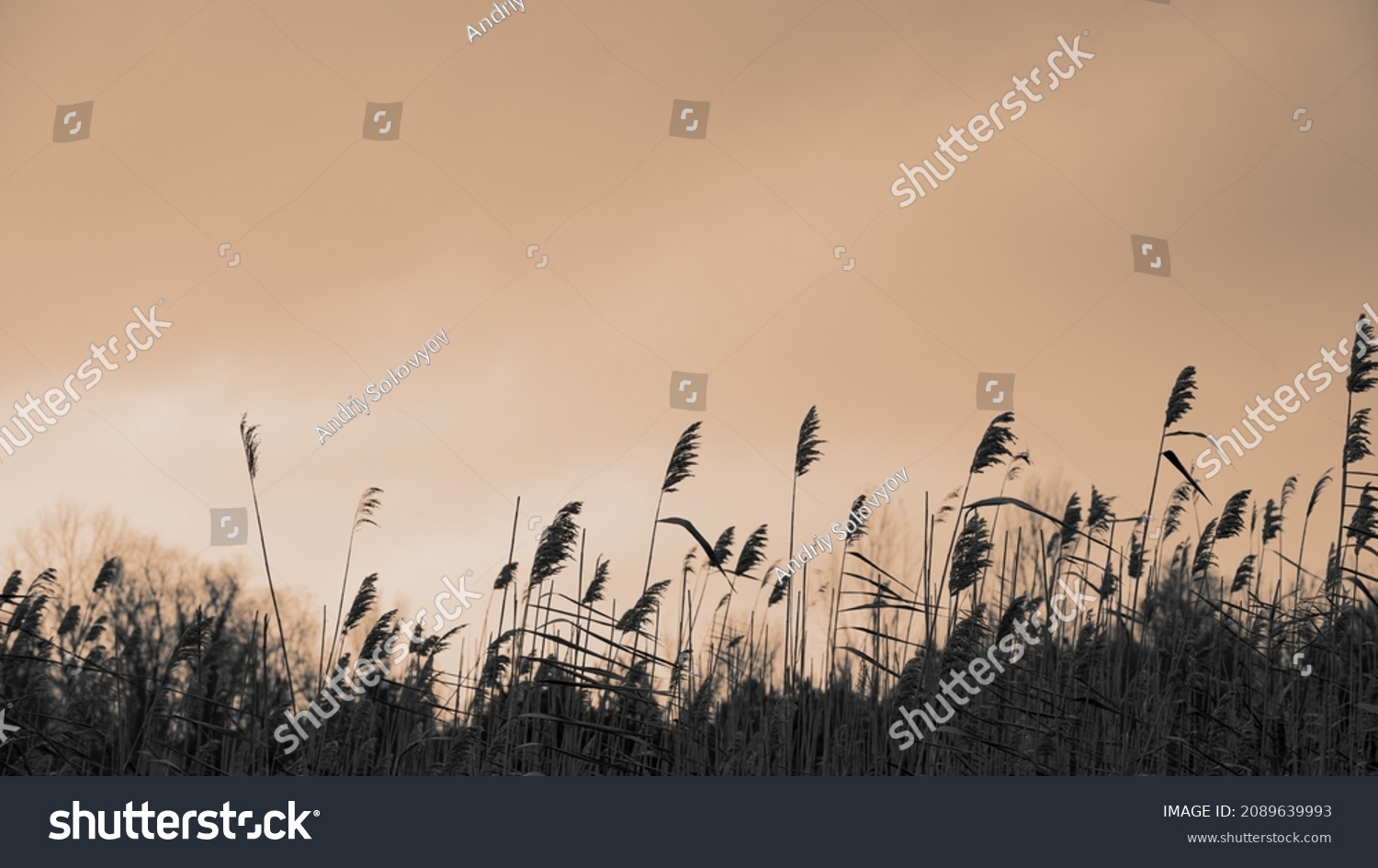 Stems of dry reeds on the background of sky. Autumn season. Natural background. Web banner. #2089639993