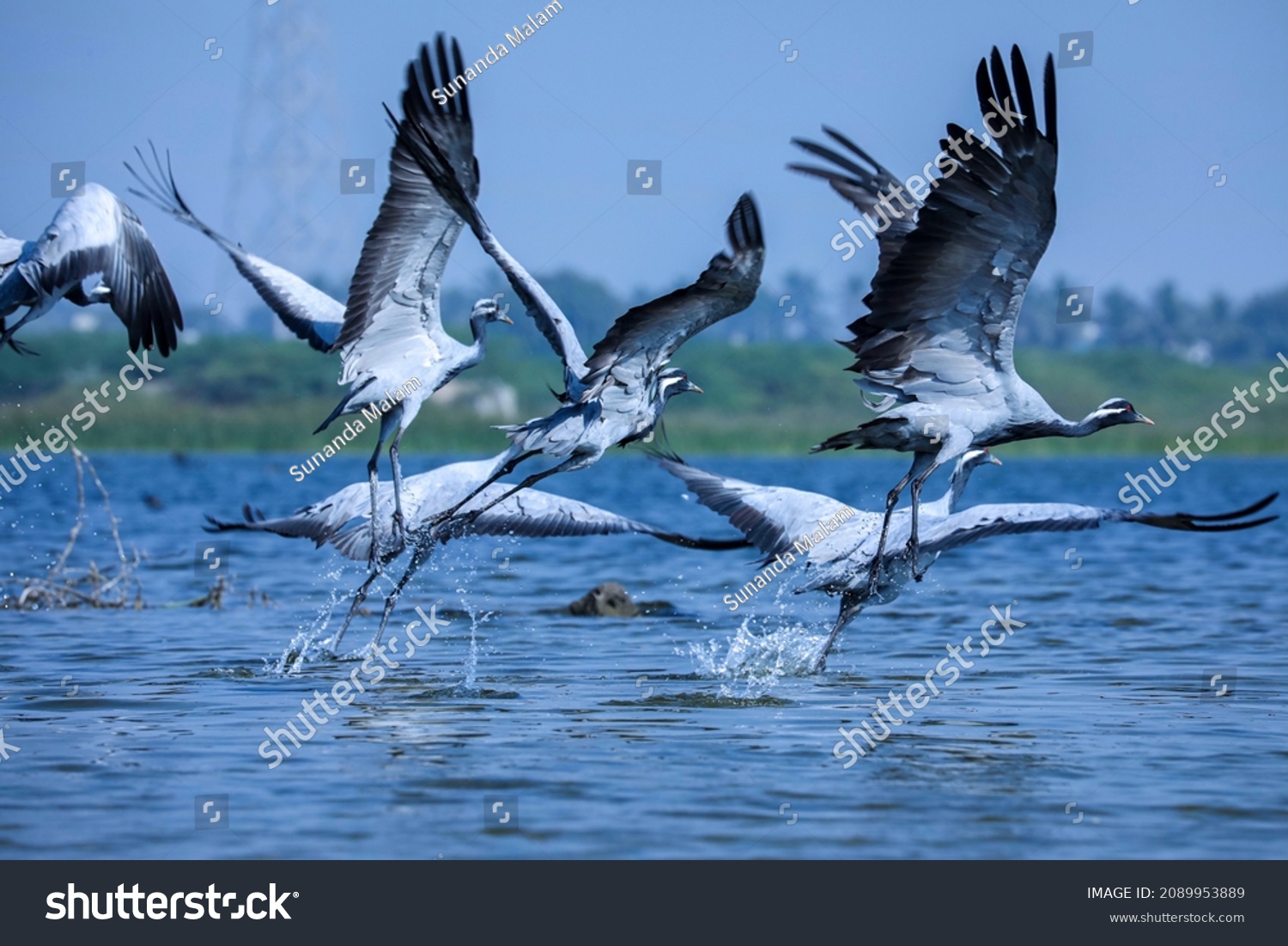 India, 9 December, 2021 : Flock of cranes, Demoiselle crane, Group of Demoiselle cranes,  Grus virgo, Take off. #2089953889