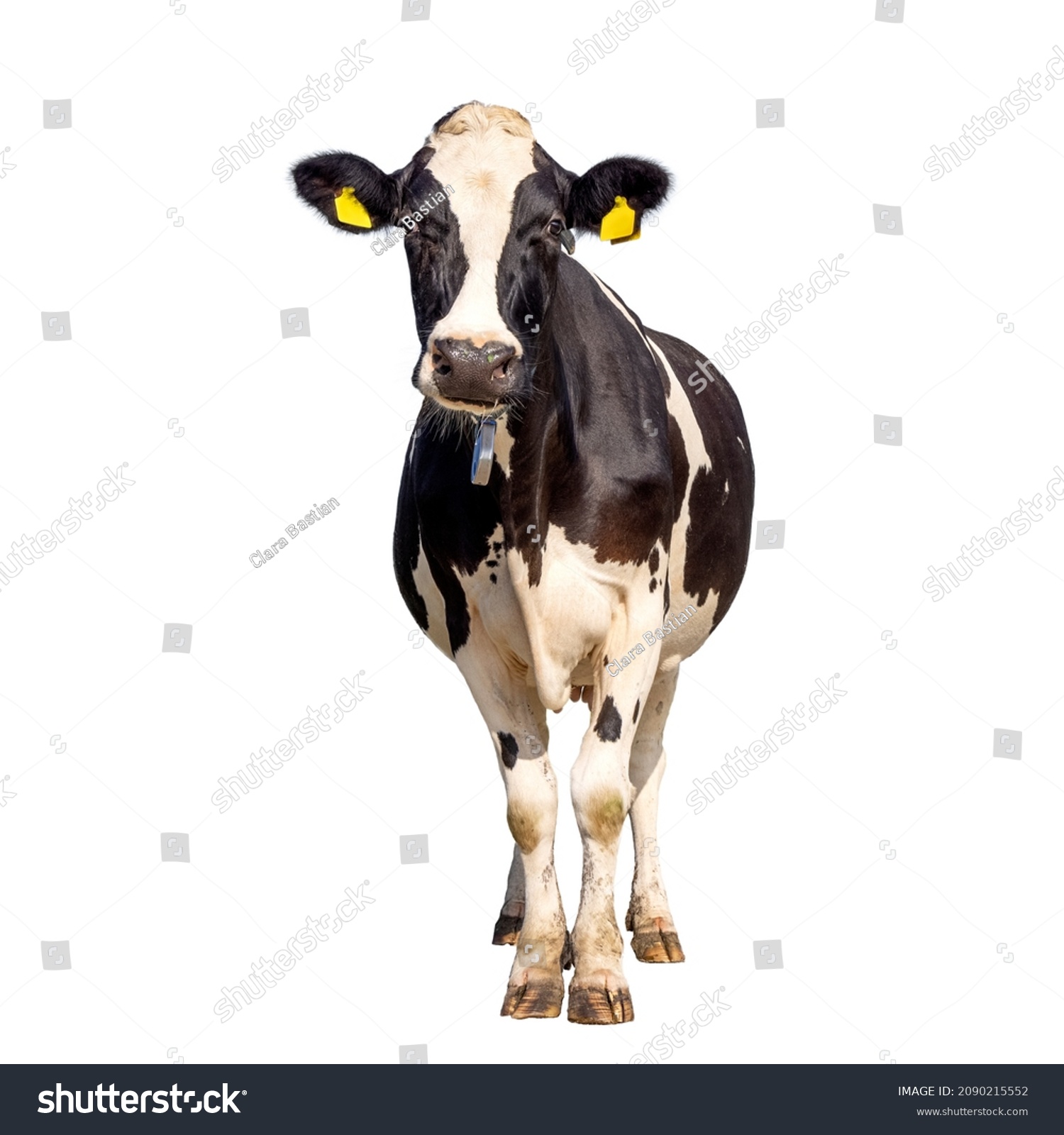 Cow isolated on white, standing upright black and white, full length and front view and copy space #2090215552