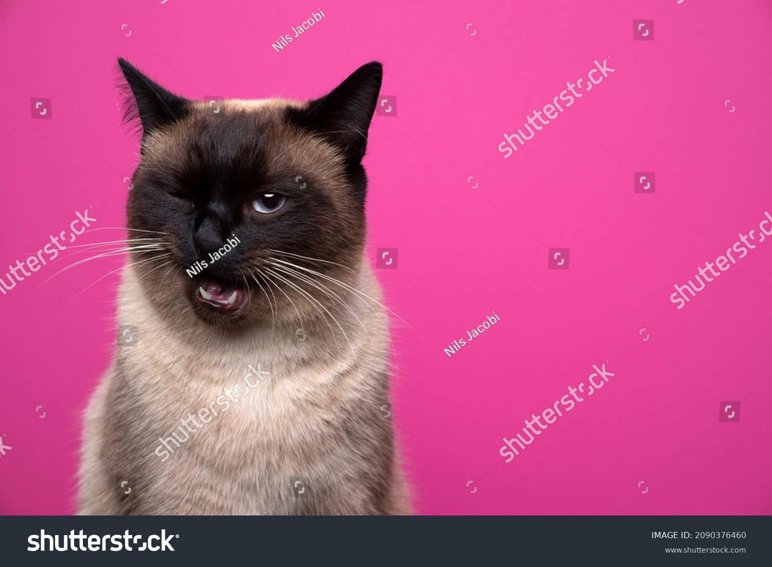 cute seal point siamese cat making funny face winking at camera on pink background with copy space #2090376460