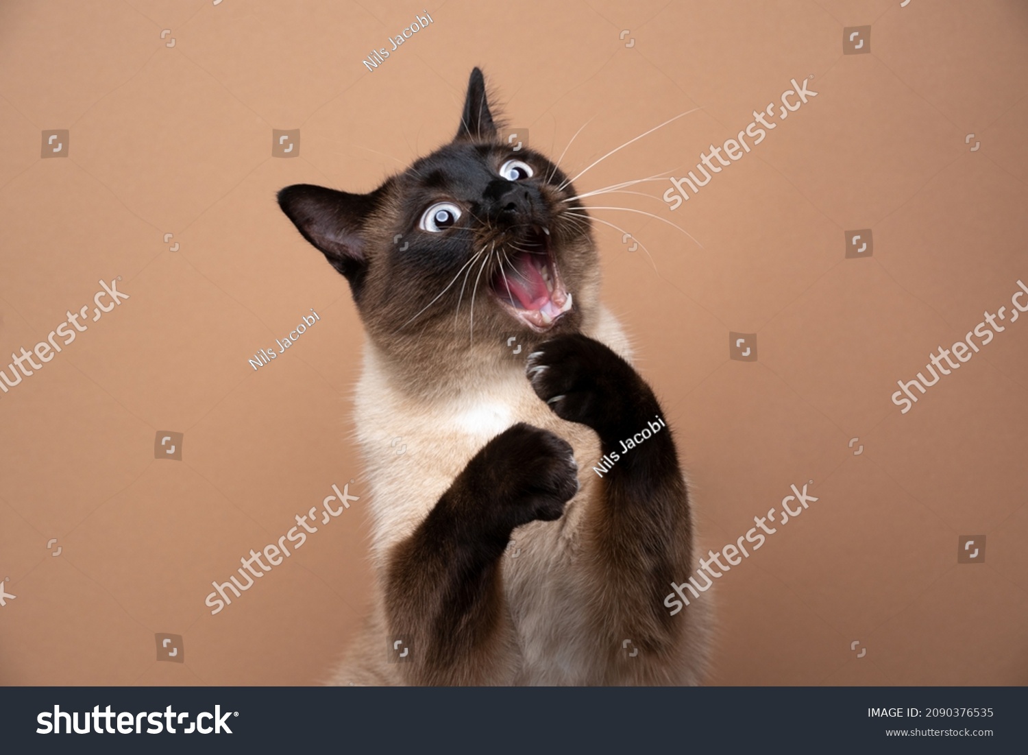 funny seal point siamese cat playing raising paws making funny face with mouth open on brown background with copy space #2090376535