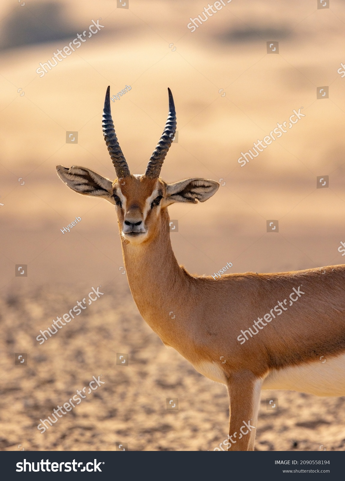 Arabian gazelle in natural habitat within a protected conservation area in Dubai, United Arab Emirates  #2090558194