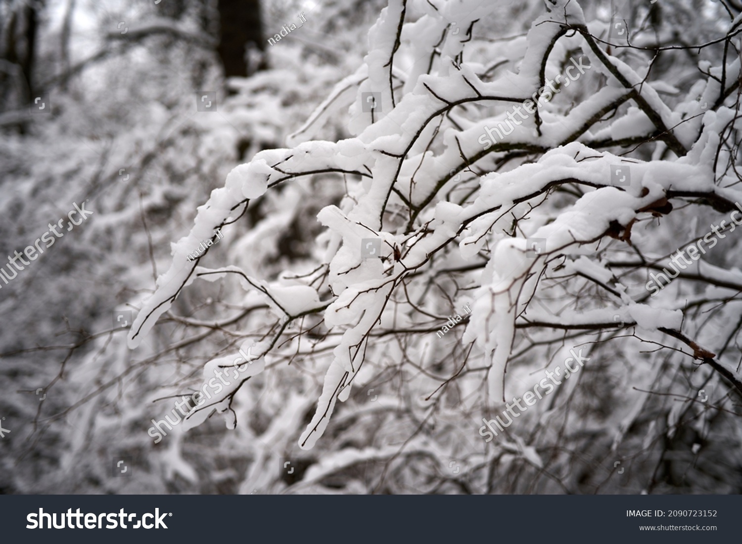 White snow on a bare tree branches on a frosty winter day, close up. Natural background. Selective botanical background. High quality photo #2090723152