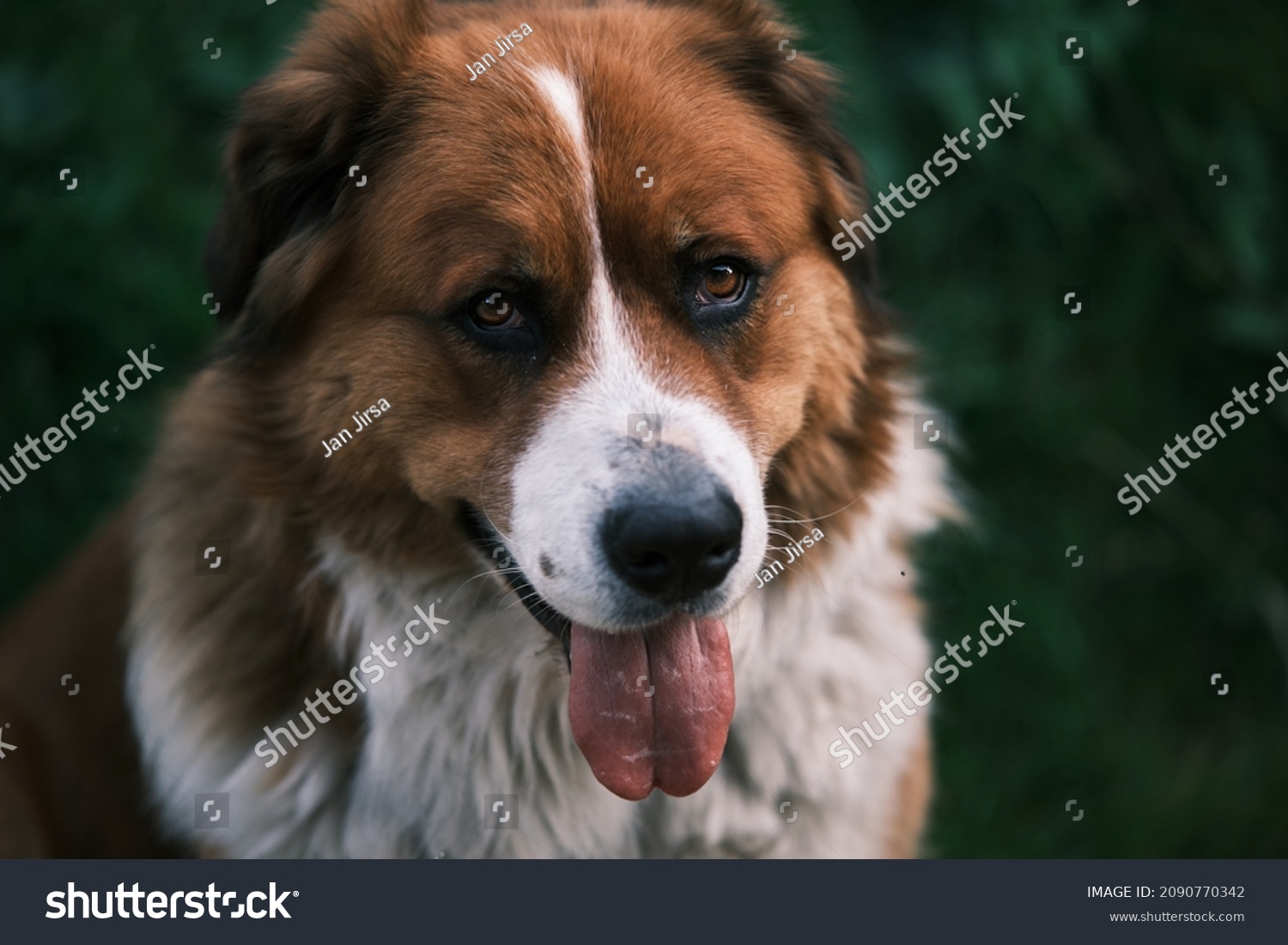 A portrait of happy dog with its tongue out. Moscow Watchdog sitting in the garden with blurred greeen background.  #2090770342