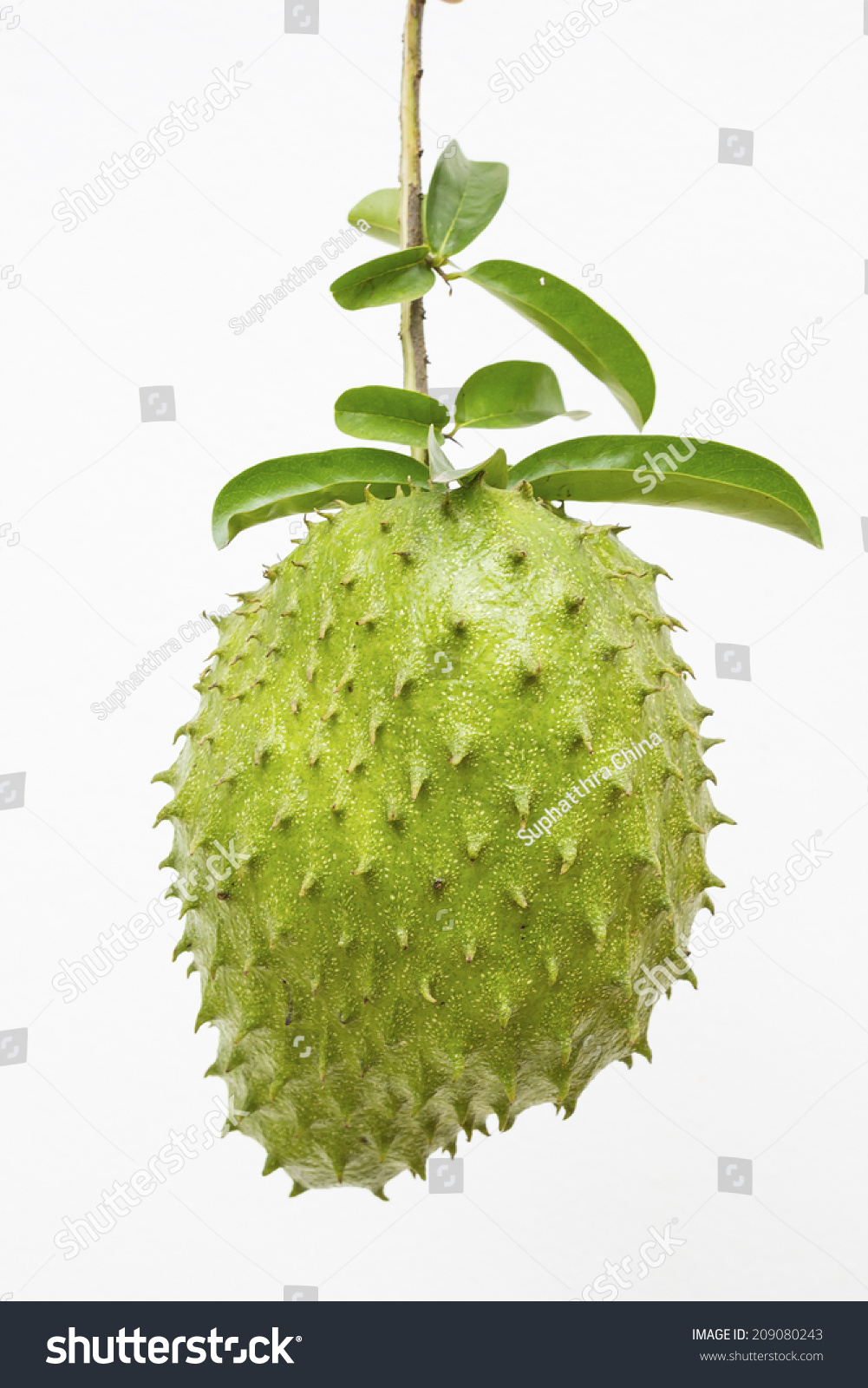 Soursop or Prickly Custard Apple or Durian belanda (Annona muricata L.) tropical fruit used for fresh juices isolated on white background #209080243