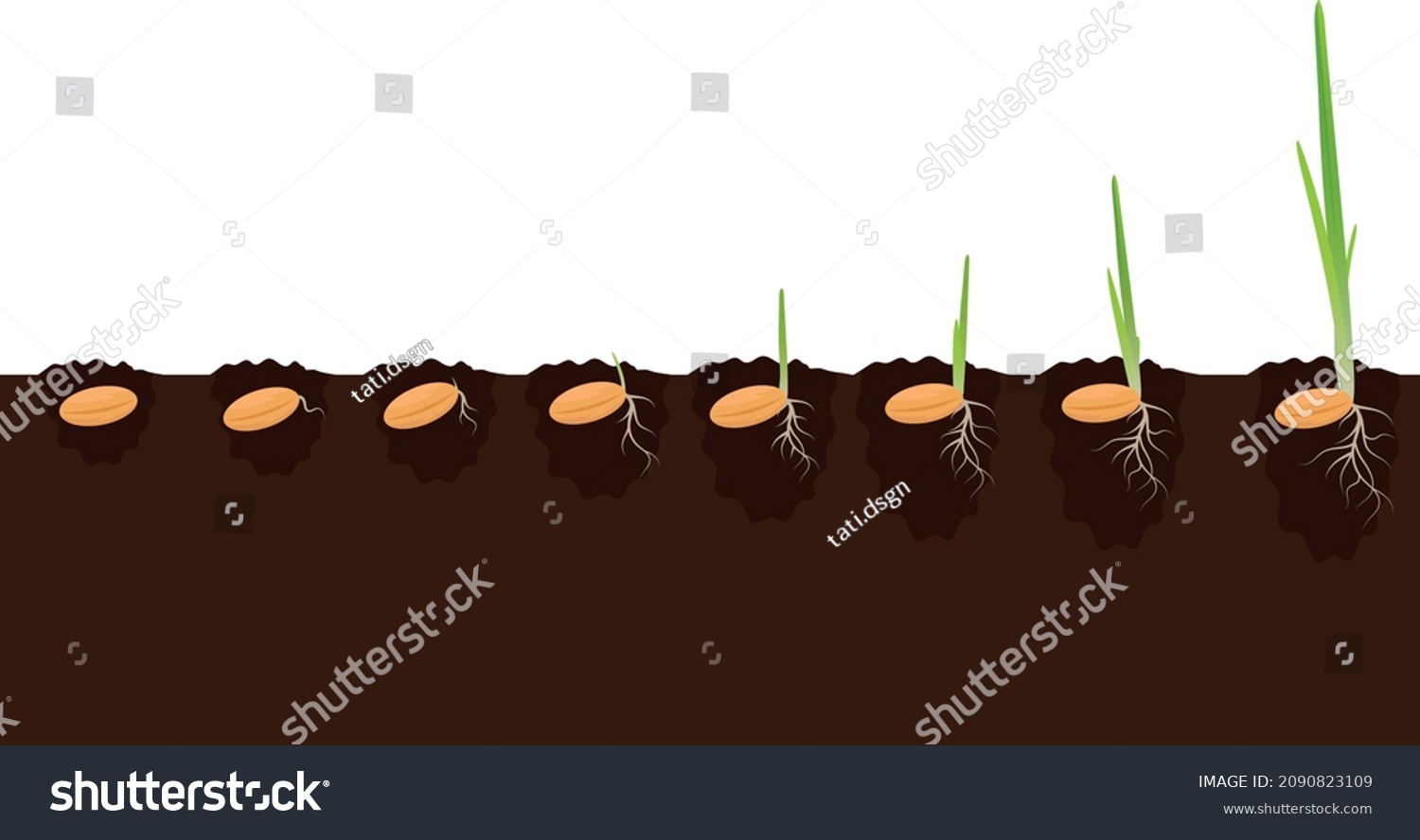 Plant growth phases stages in soil. Evolution germination progress concept. Sprout seeds of corn, millet, barley, wheat, oats growing organic agriculture. Isolated illustration on white background. #2090823109