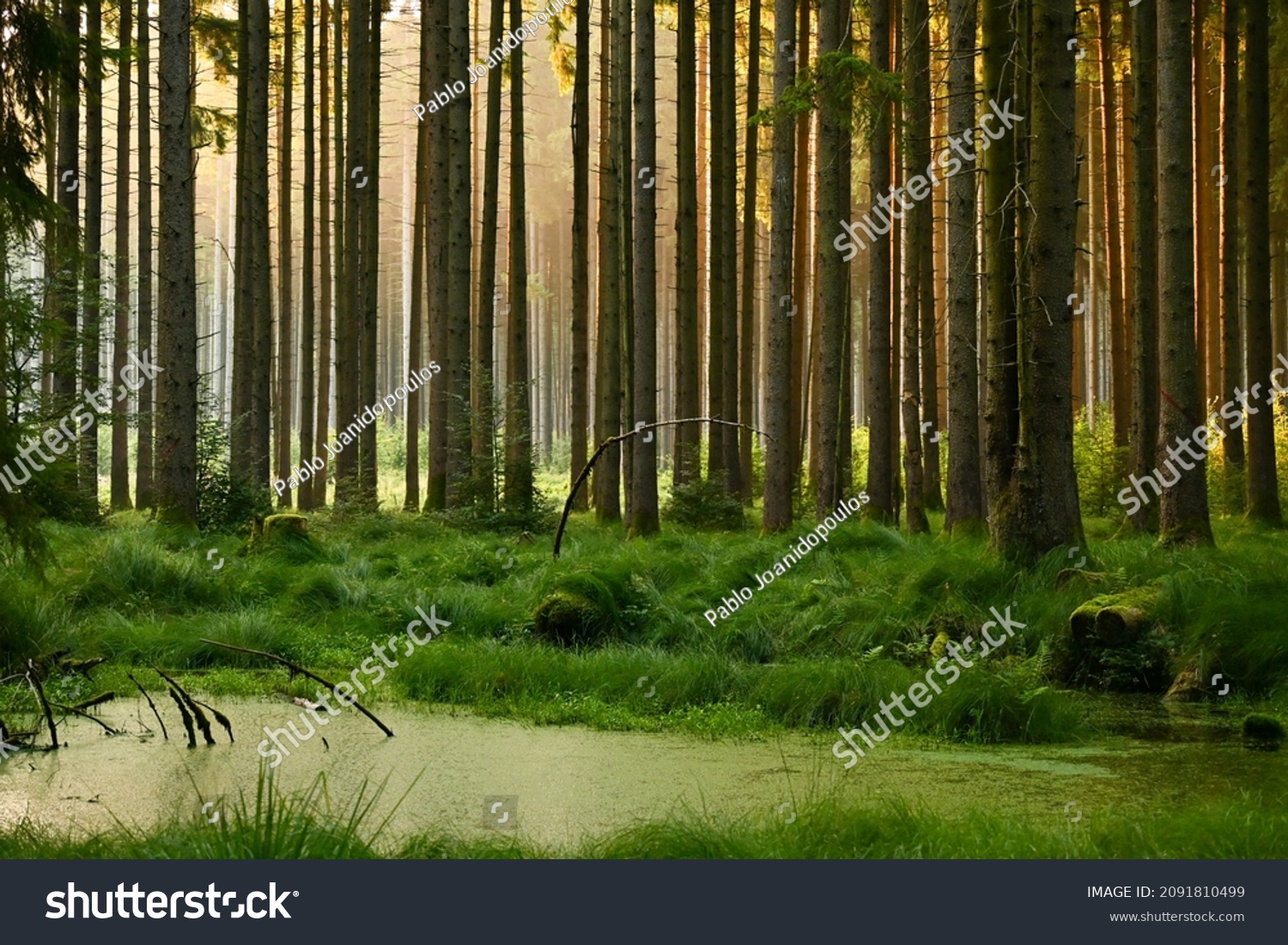 Misty early morning in the forest of Perlacher Forst in Munich with pine trees growing on the moss ground #2091810499