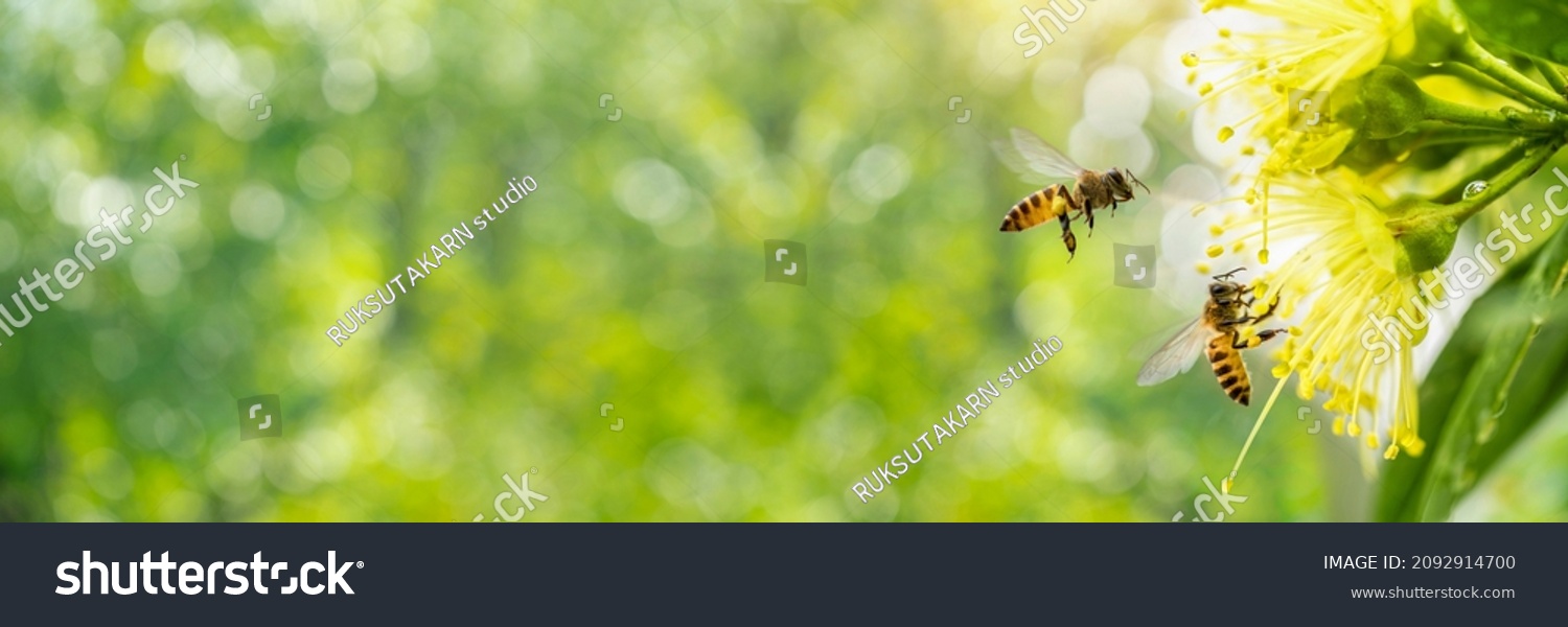 Spring banner design, Two Bees flying over the yellow flower on green natural garden Blur background. #2092914700
