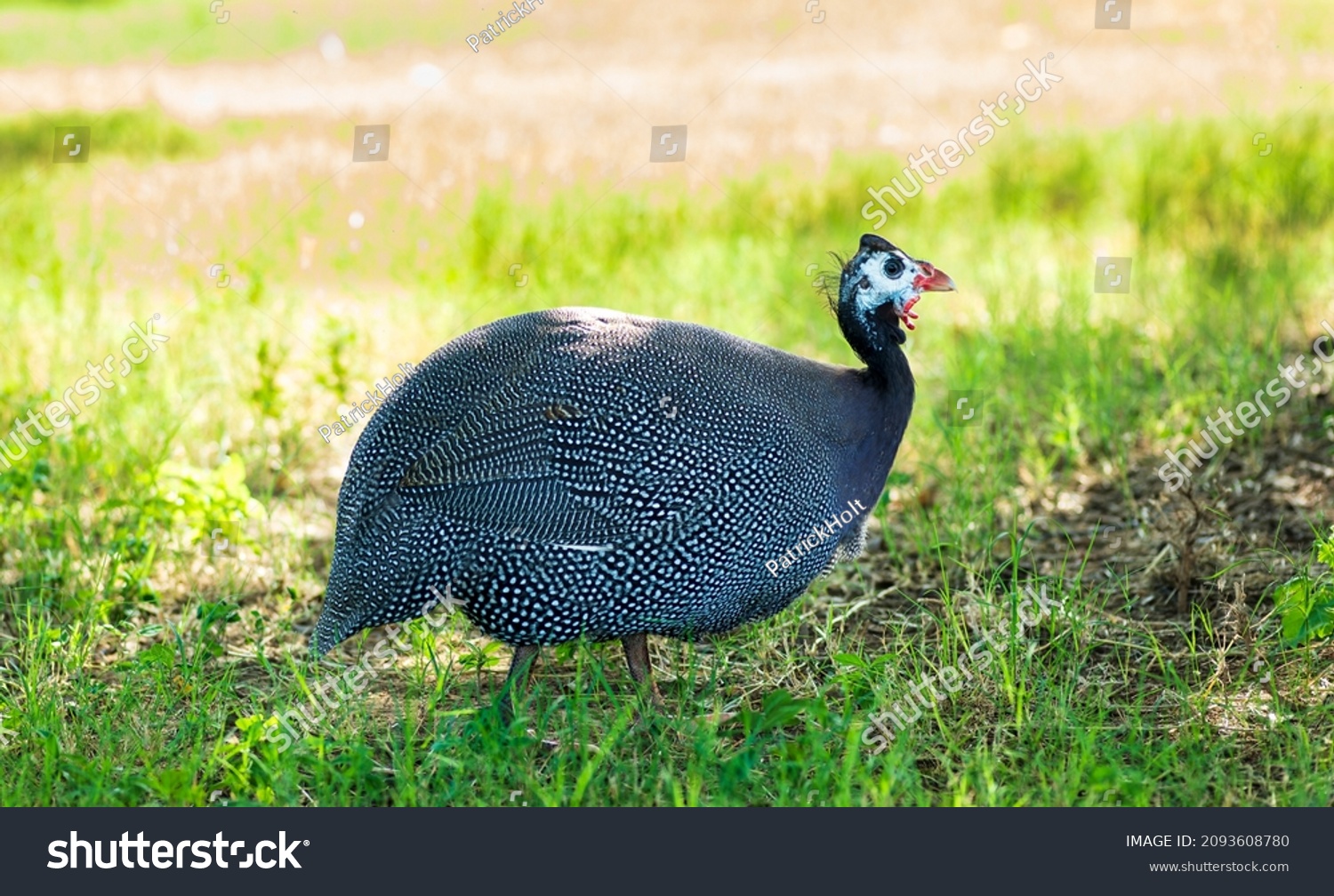 Helmeted Guinea fowl in the shade of tree #2093608780