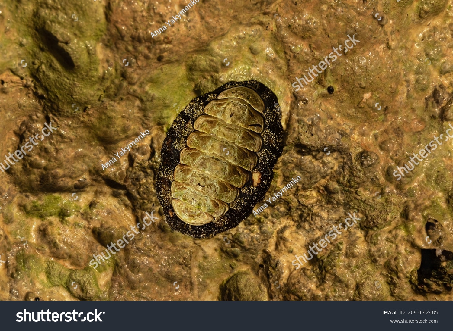 selective focus on one chiton in stone. Surface of coastline stone. Living organism of the Red Sea

 #2093642485