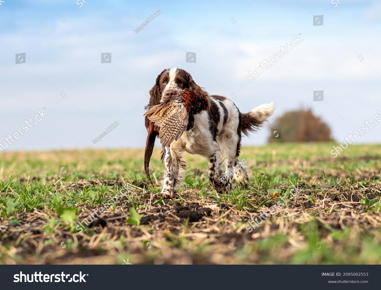 Trophy pheasant in the mouth of a hunting dog English Springer Spaniel. Bird hunting in the field. Hunting dogs. #2095002553