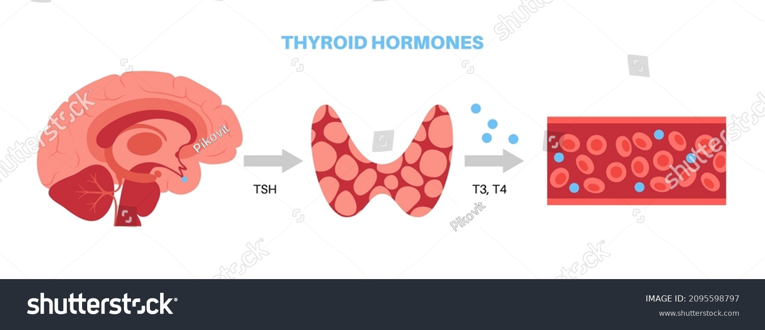 Thyroid Gland System Diagram T3 T4 Hormones Royalty Free Stock Vector 2095598797 0328