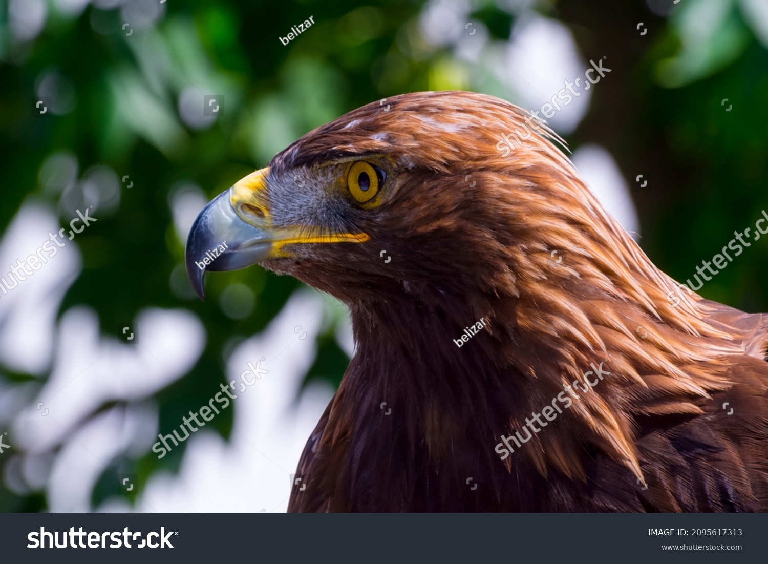 Portrait of a golden eagle, its scientific name is Aquila chrysaetos #2095617313