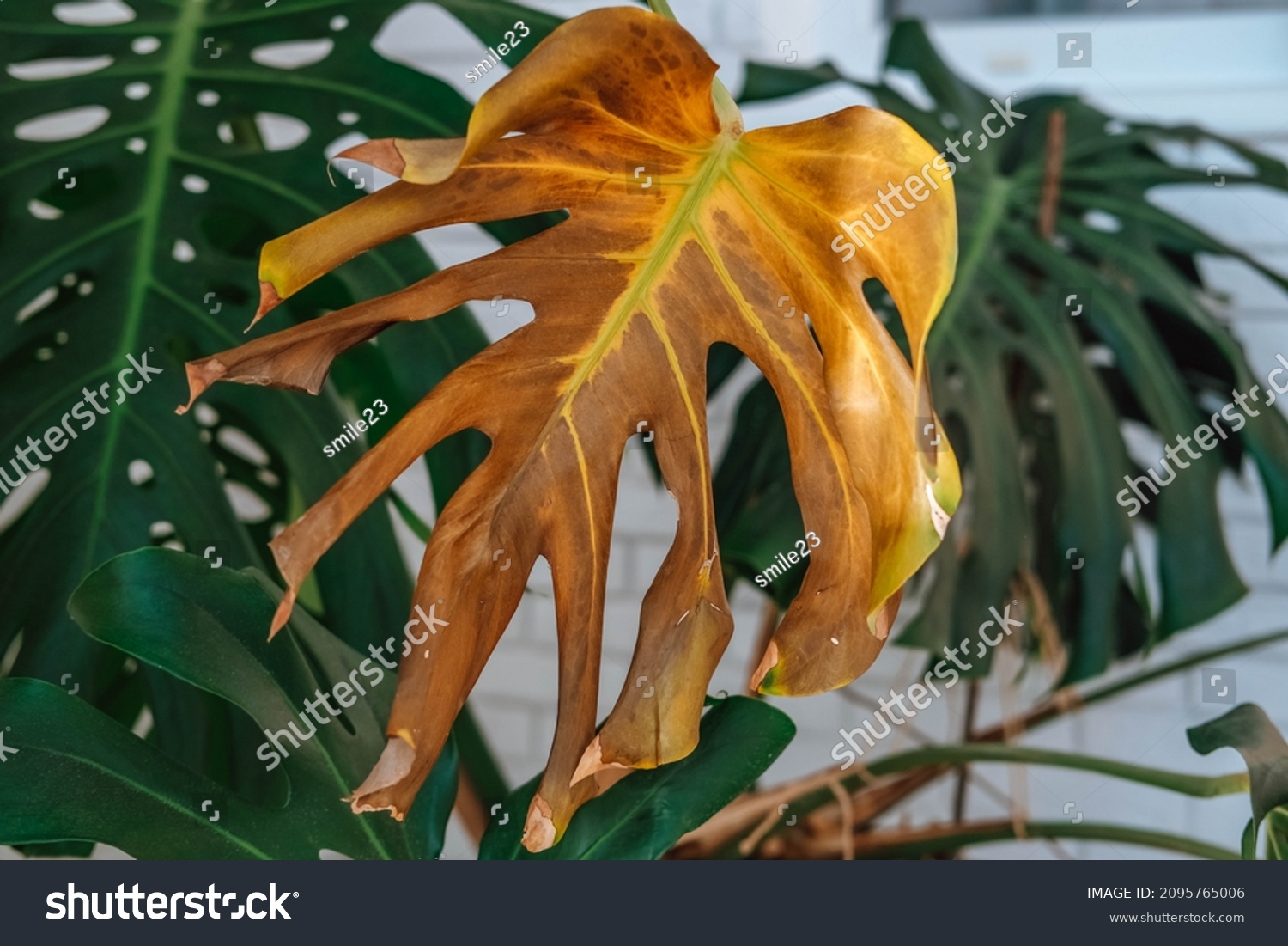 Close-up of yellow dried leaves of monstera due to over-watering of the plant. Plant disease. #2095765006