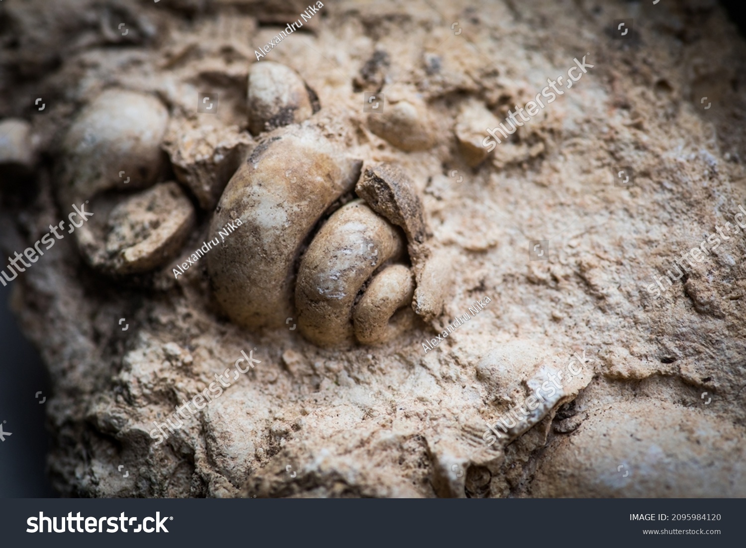 Close up shot of gastropod fossil trapped in sandstone. #2095984120