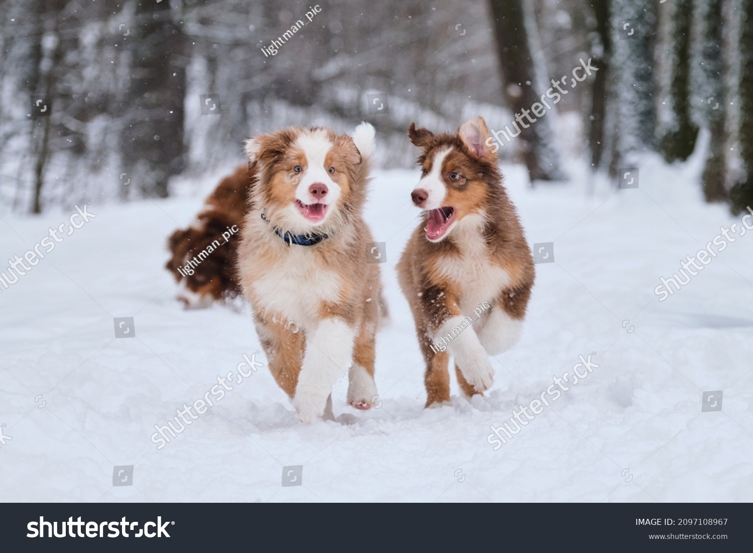 Two brothers of Australian Shepherd puppy red Merle and tricolor are having fun in winter park. Aussie puppies run in snow and smile. Shepherd kennel on walk. #2097108967